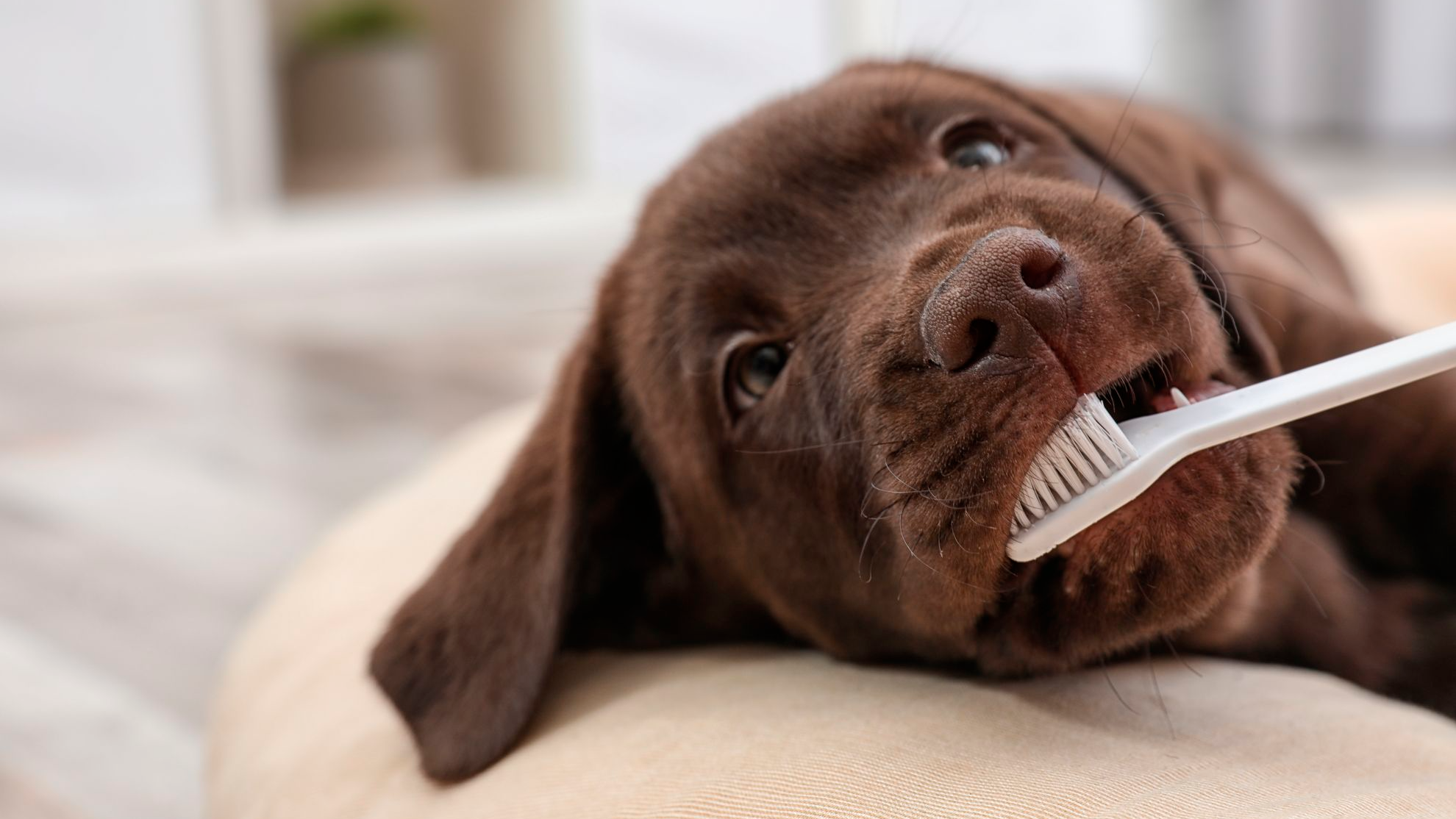 Chiot Labrador Retriever avec une brosse à dents pour chien dans la bouche.
