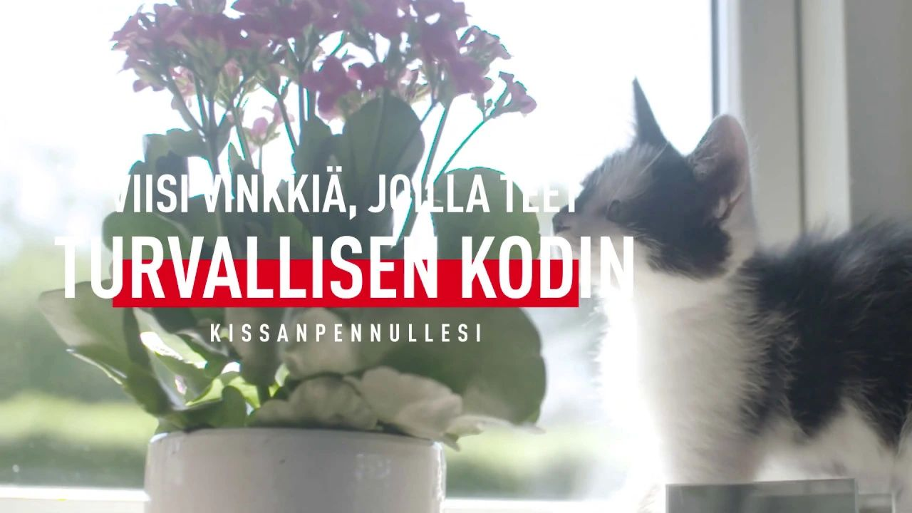 preparing-your-home-for-your-new-kitten