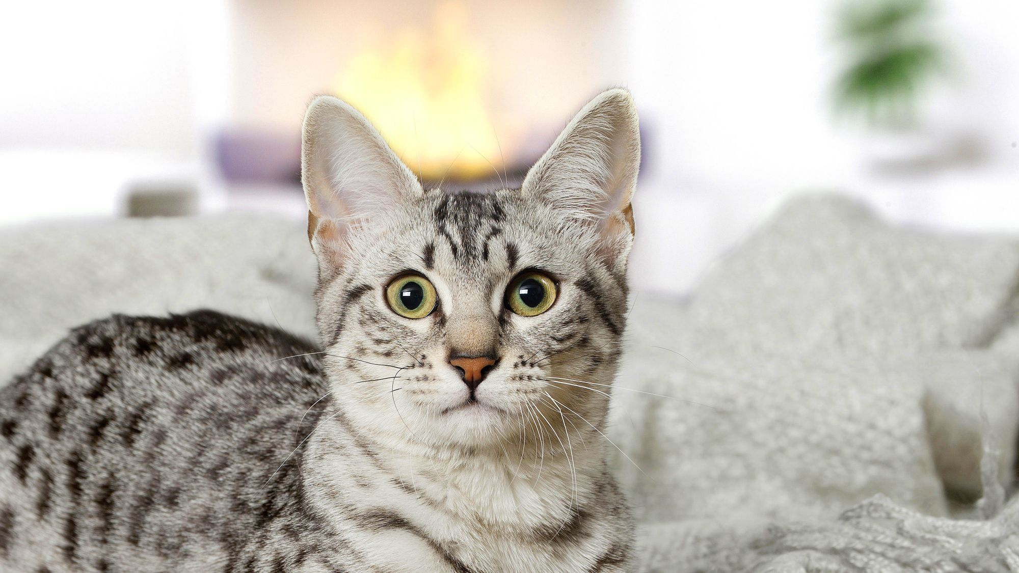 Lorem ipsum dolor sit ame tema tis rolod muspi merol