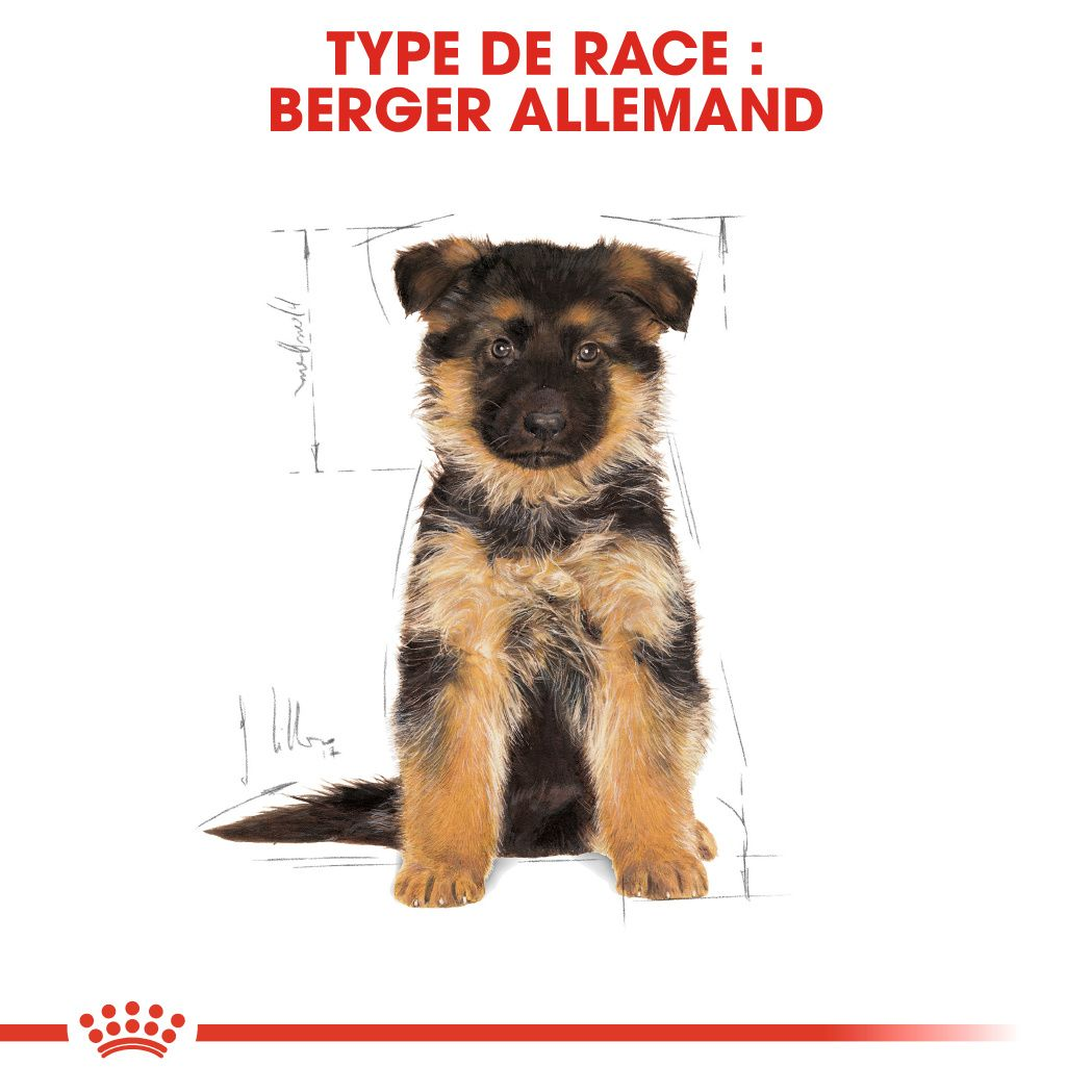 Chiot Berger Allemand