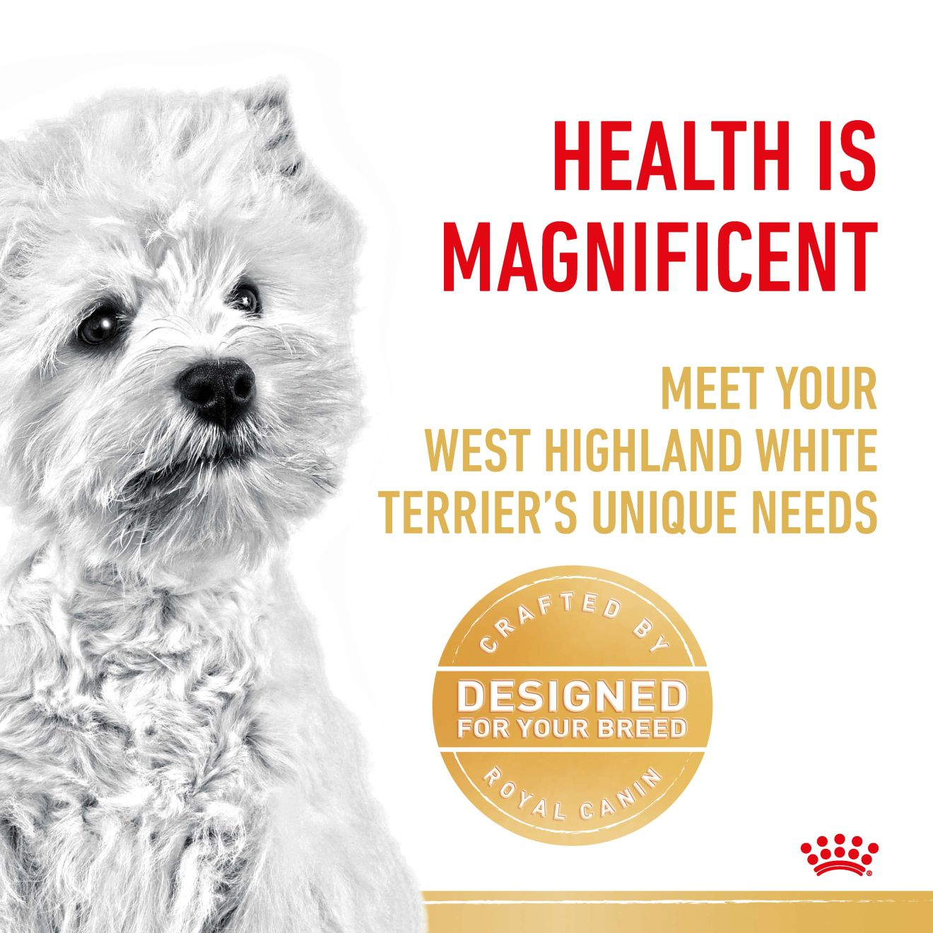 West Highland White Terrier Adult