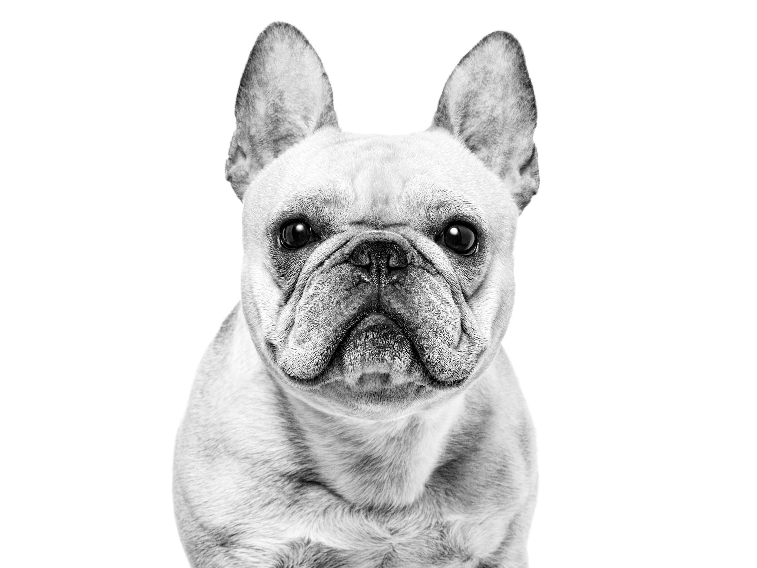 french-bulldog-royal-canin