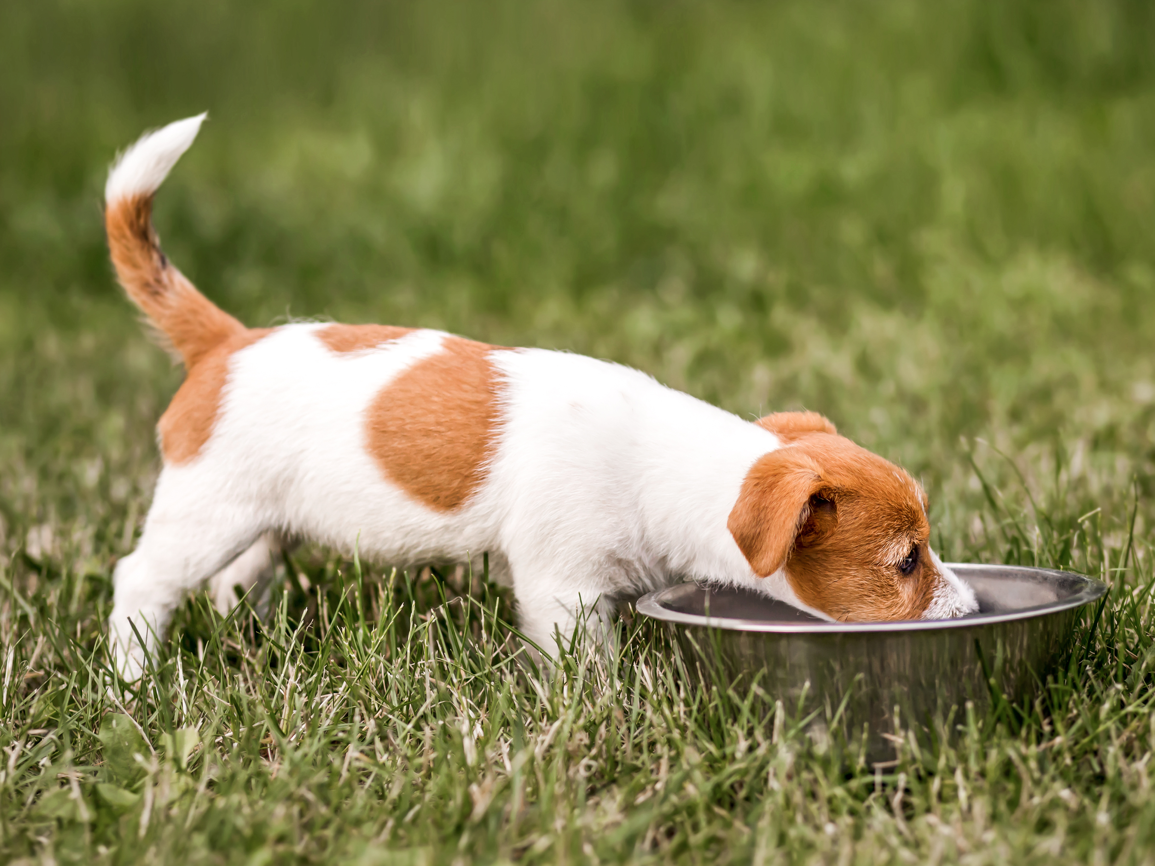 Ein Jack-Russel-Terrier steht auf einer Wiese und frisst aus einer Metallschüssel