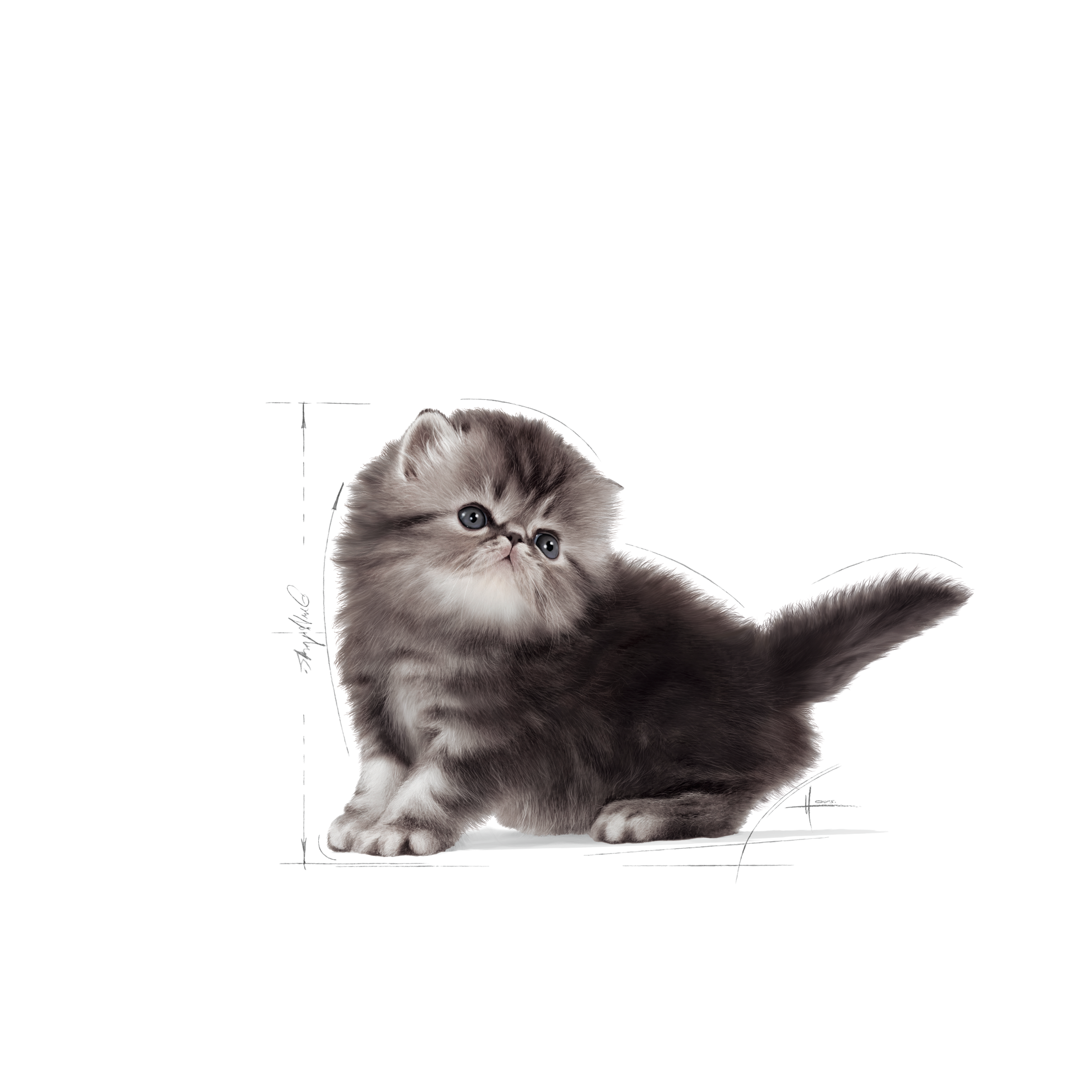 FBN Persian Kitten