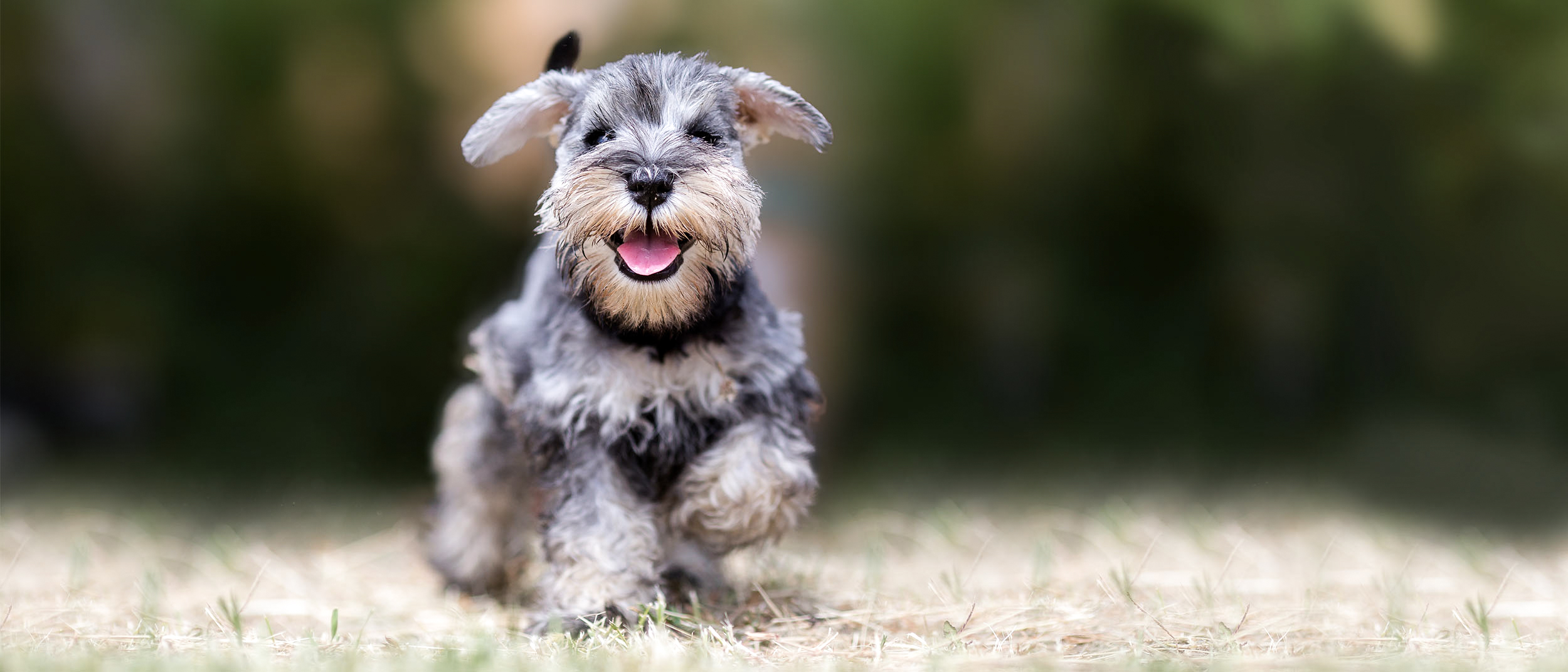 Puppy Miniature Schnauzer running outdoors in a field.