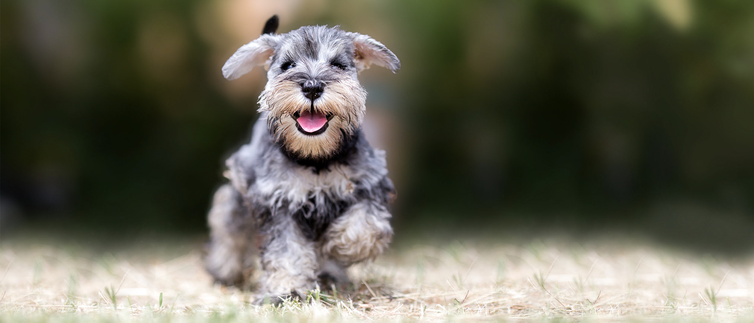 Der Zwergschnauzer Welpe läuft durch ein Feld.