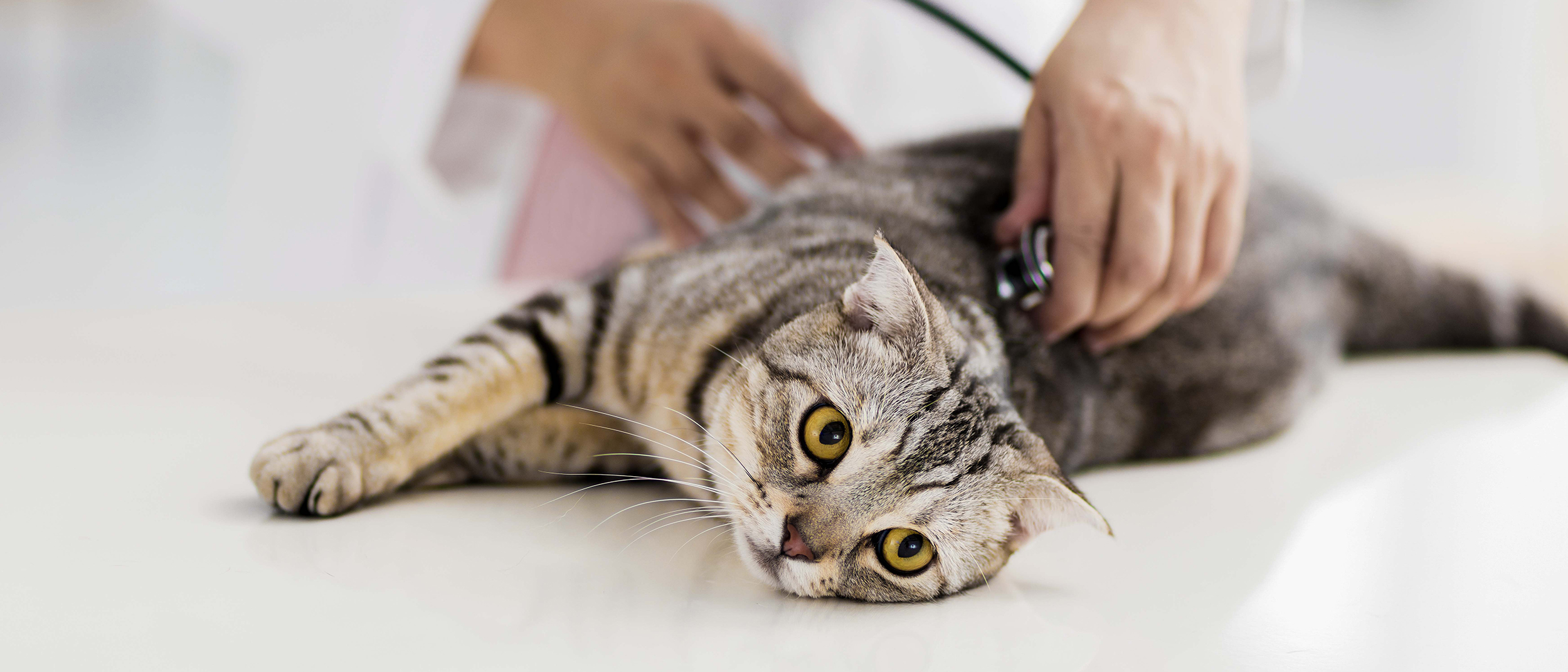 Gato deitado em uma mesa veterinária sendo examinado por um veterinário. ing given a vaccination