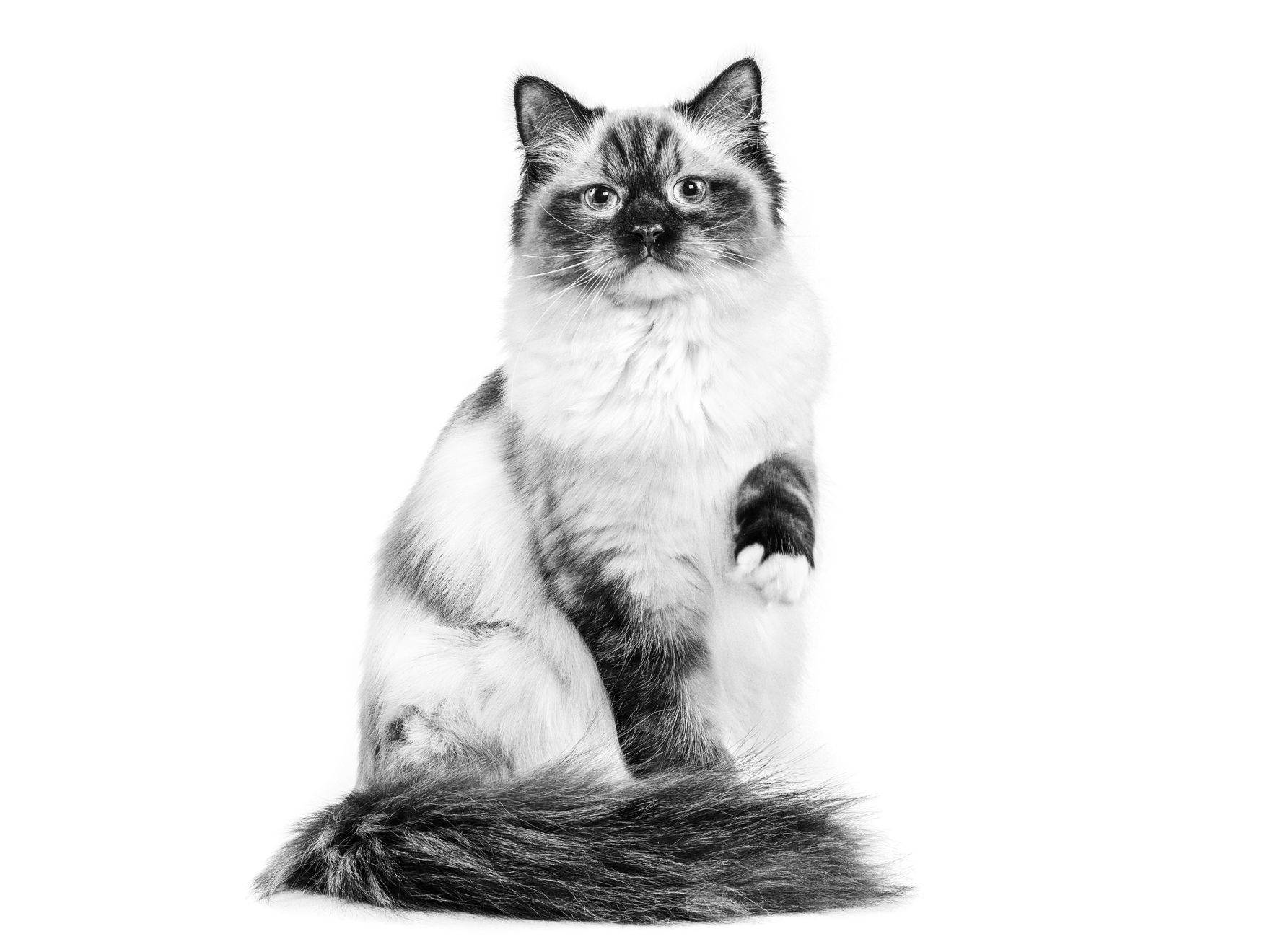 Black and white sitting ragdoll cat