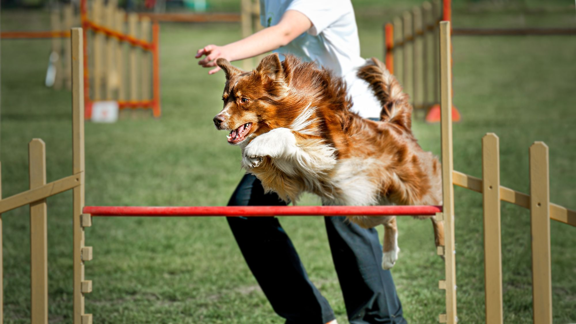 eukanuba stockists near me