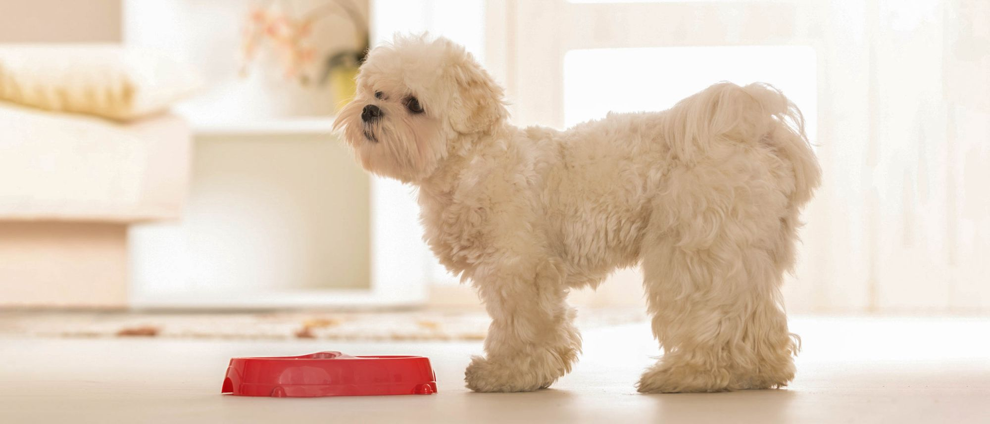 Lille hund, som står indendørs ved siden af en rød hundeskål