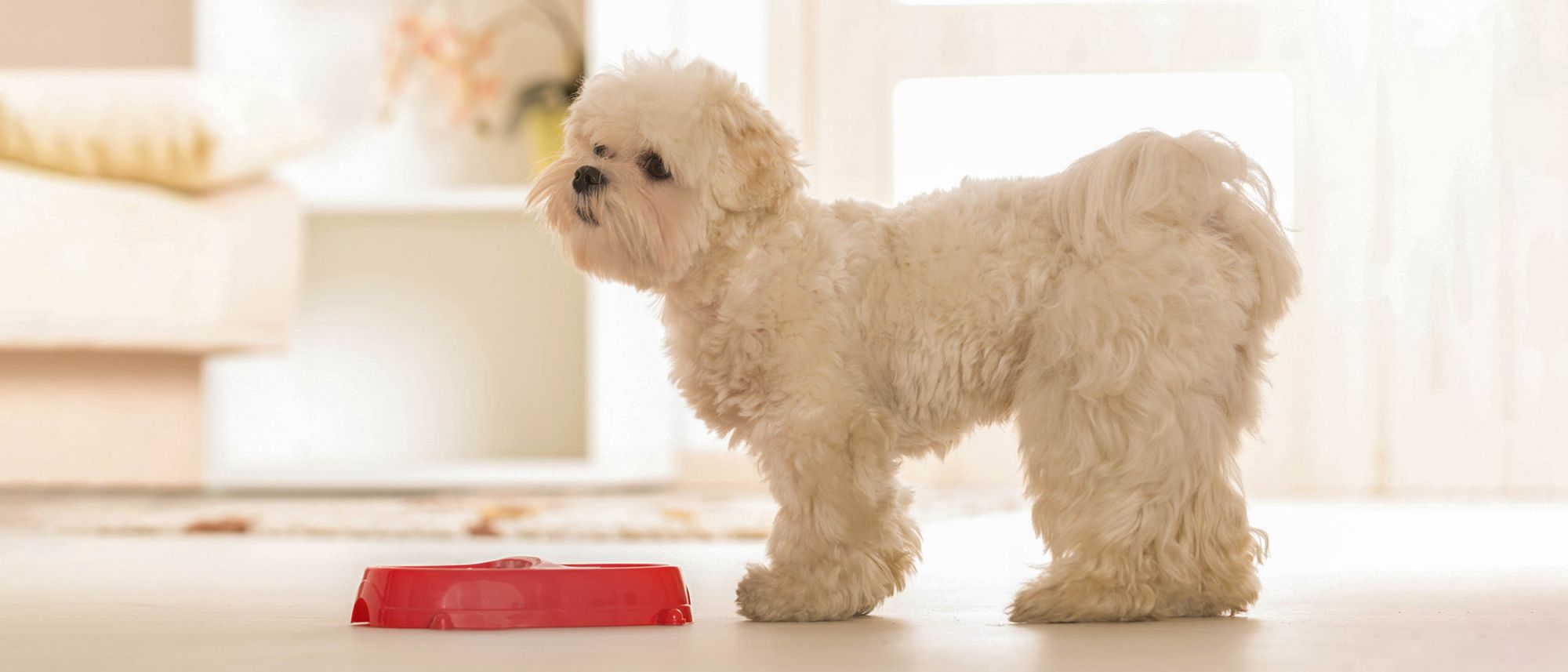 Liten hund som står inomhus bredvid en röd matskål