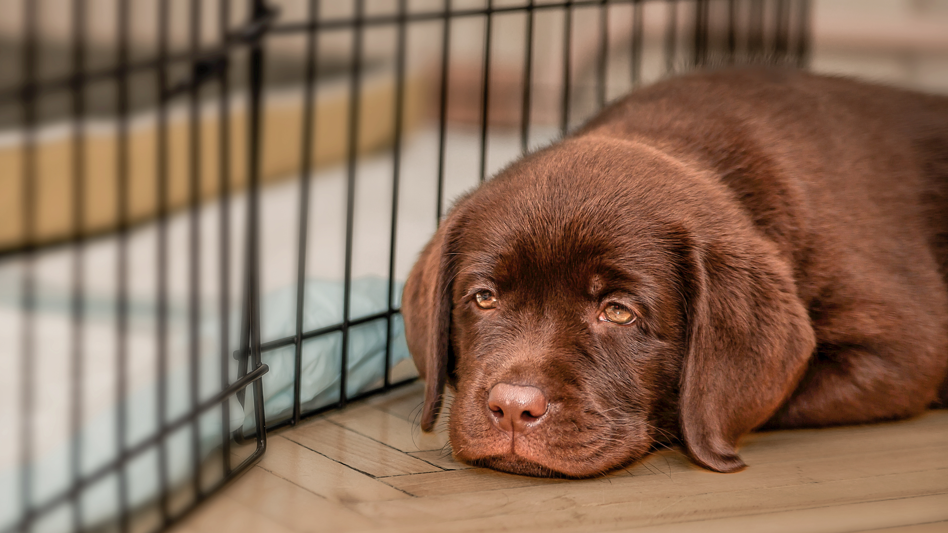 Chocolate Labrador Retriever puppy lying down behind a dog fence