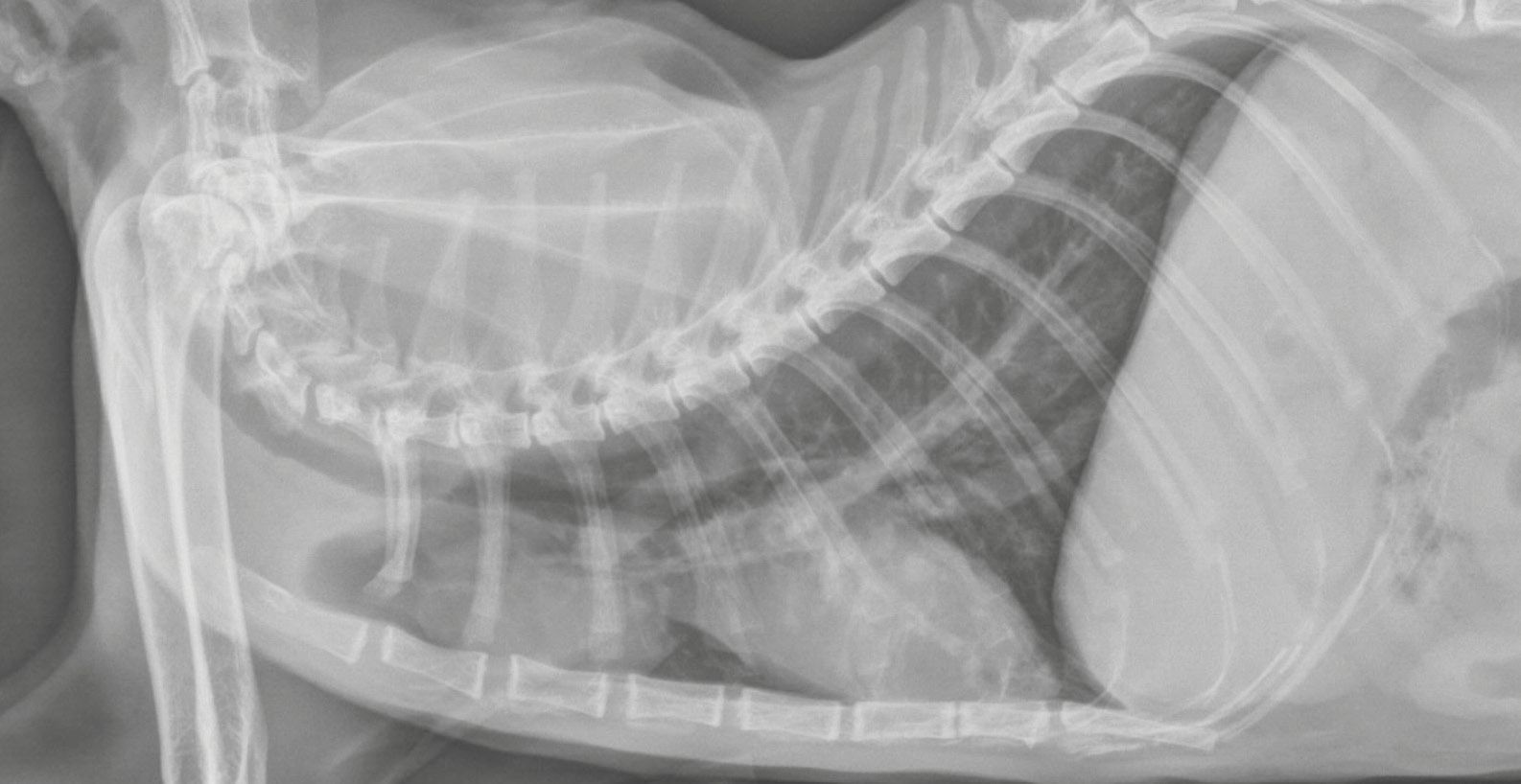 A lateral thoracic radiograph of a cat