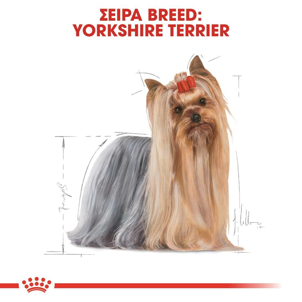 Yorkshire Terrier Adult