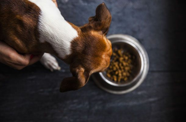 Nourrir un chien diabétique