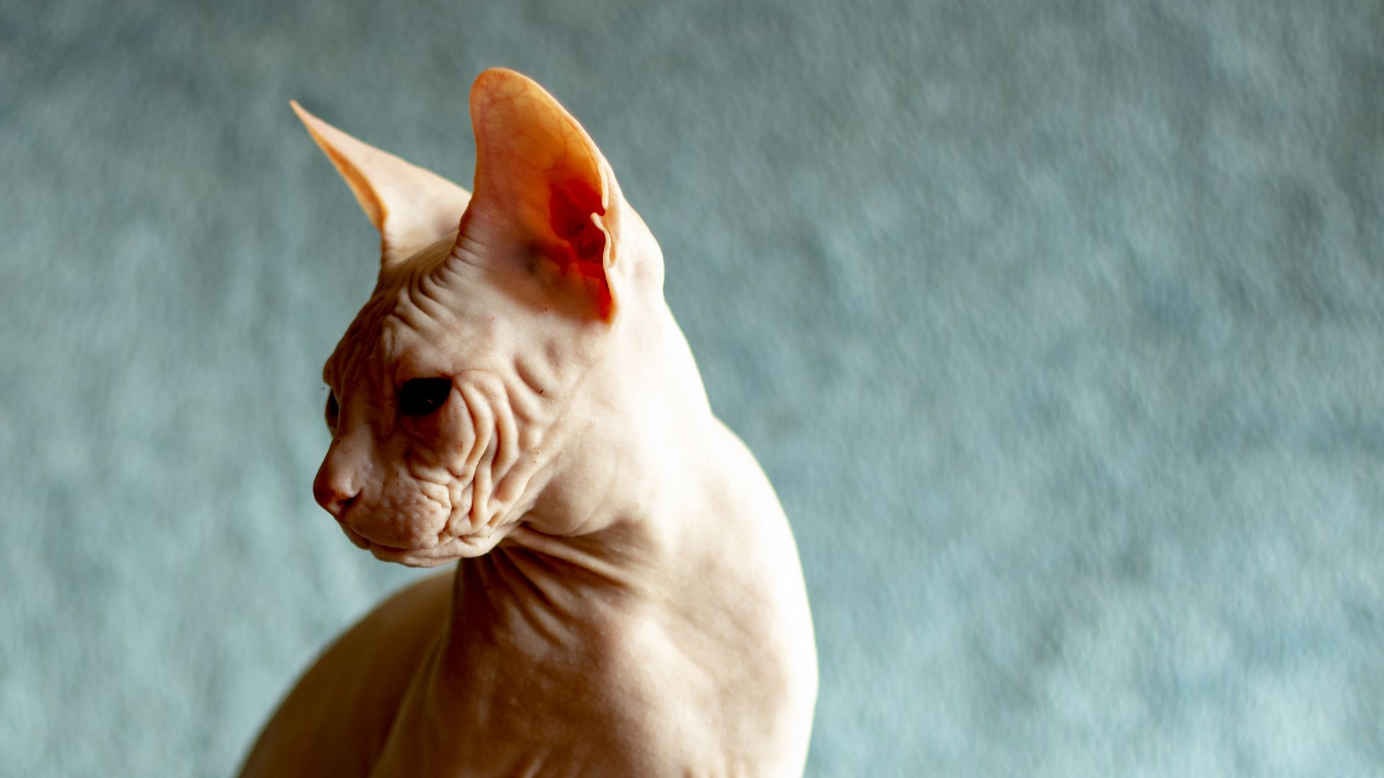 Close-up of Don Sphynx looking away from camera