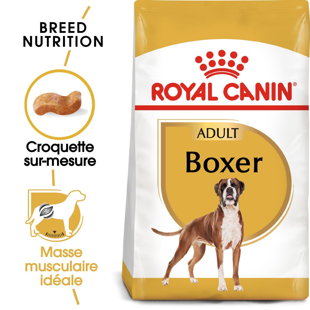Boxer Adulte