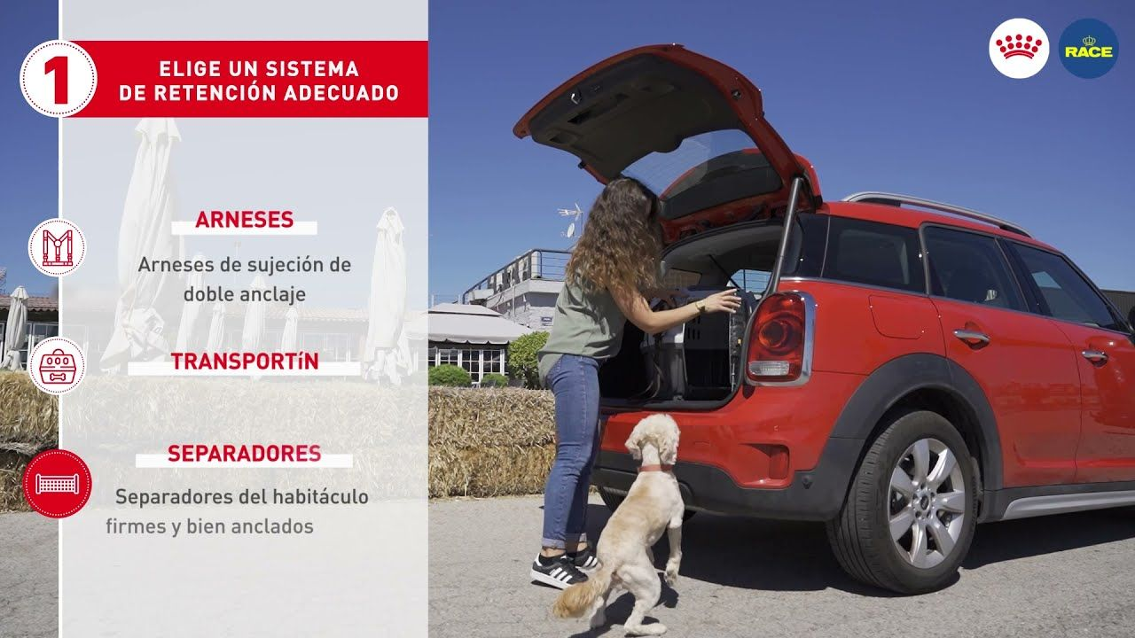 Viajar con tu mascota: 7 consejos para hacerlo seguro