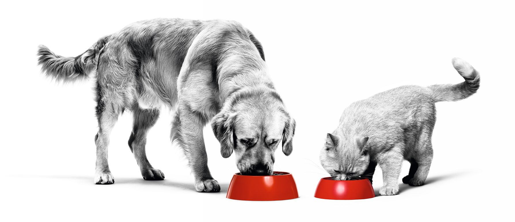 Labrador Retriever and British Shorthair adults eating from red bowls in black and white on a white background