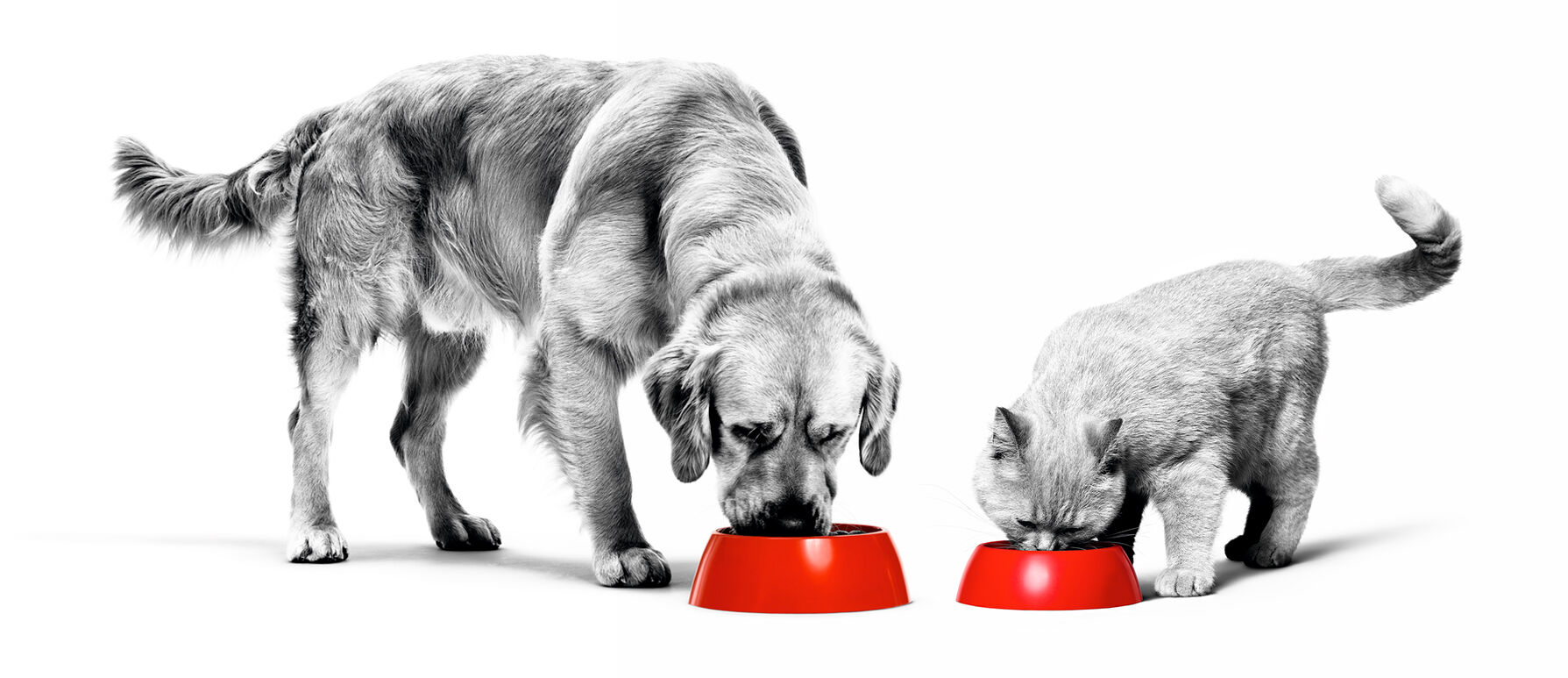 Labrador retriever et british shorthair adultes mangeant dans des bols rouges en noir et blanc sur fond blanc