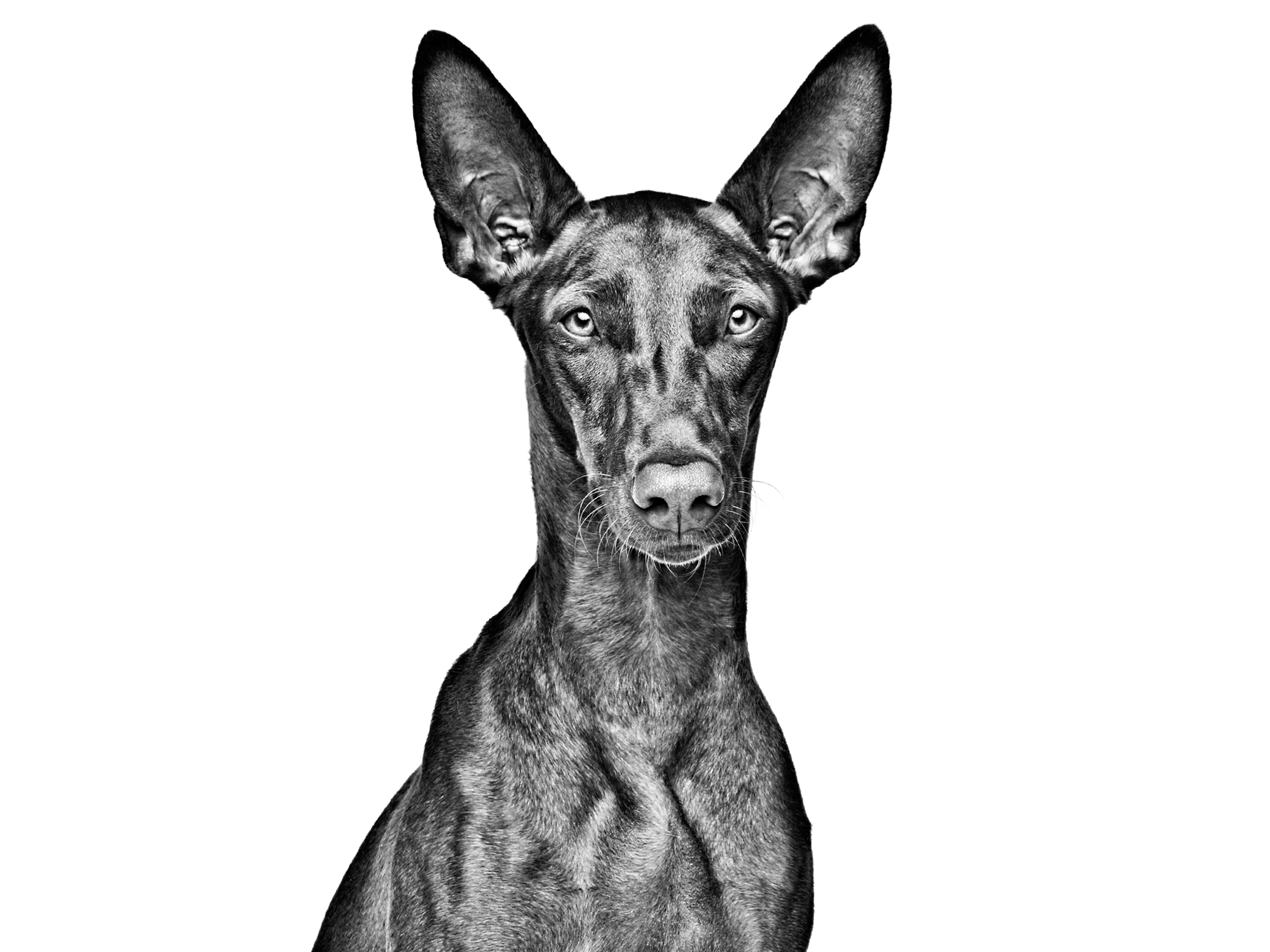 Взрослая фараонова собака, черно-белое изображение