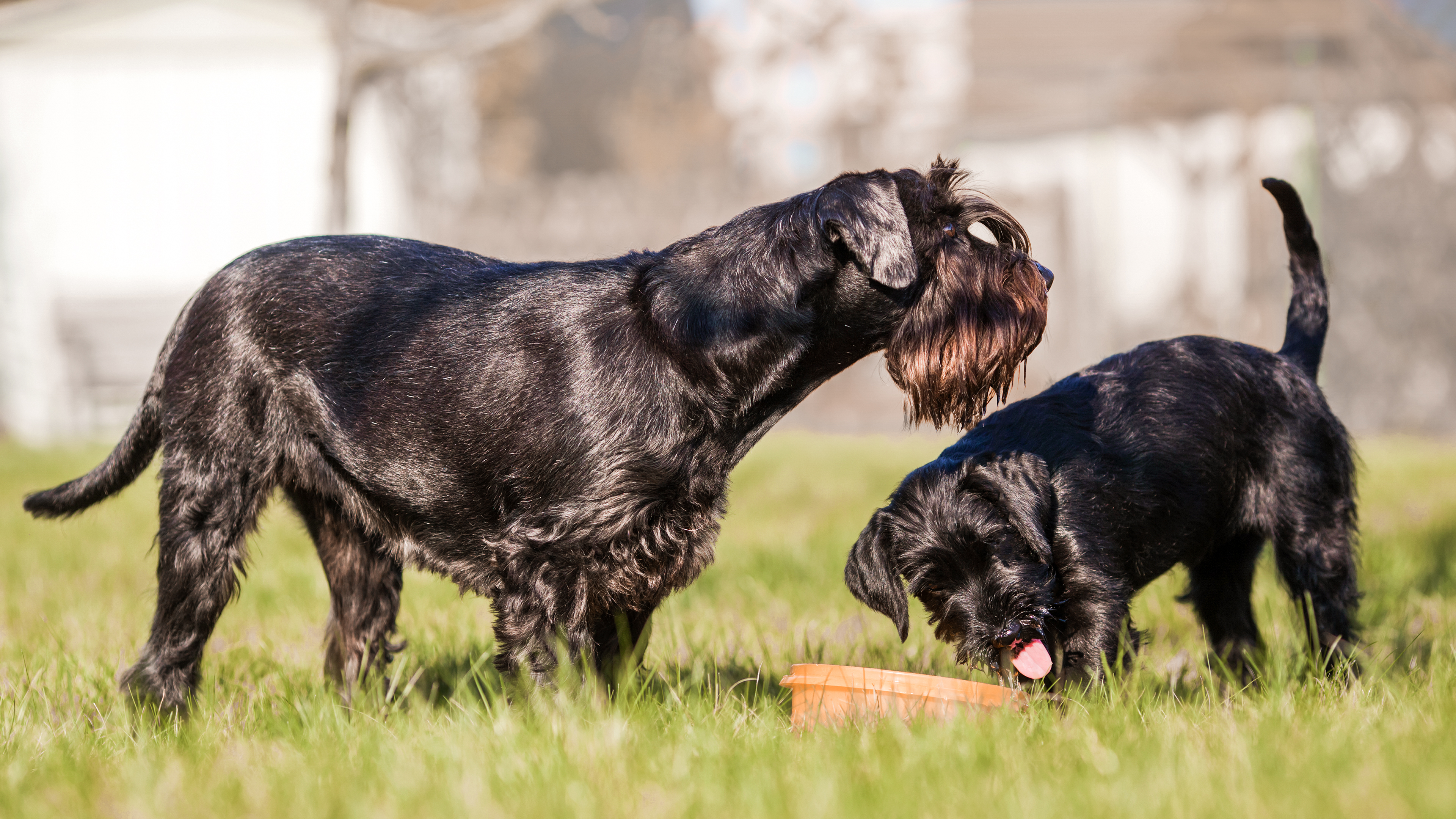 Ein ausgewachsener Schnauzer und ein Welpe stehen sich auf einer Wiese gegenüber, und zwischen ihnen steht ein terrakottafarbener Kunststoffnapf