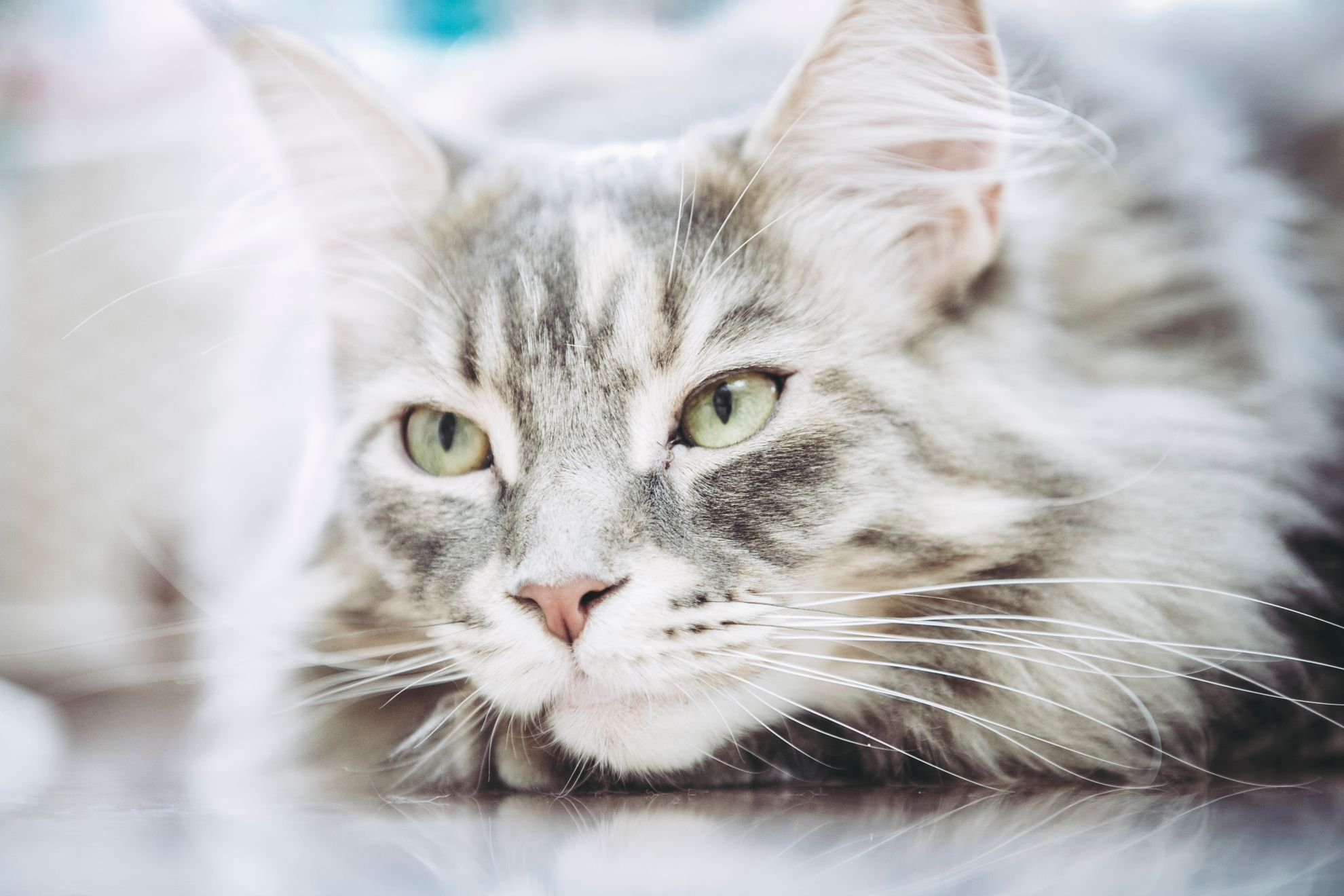 Сколько живут кошки - сколько лет в среднем живут кошки в домашних условиях  | Royal Canin