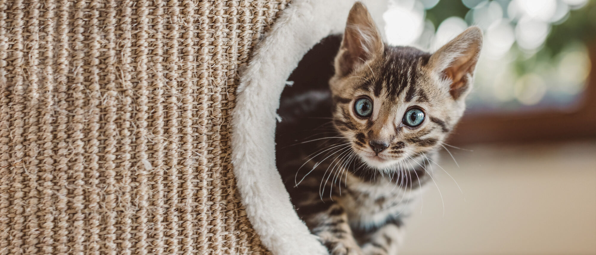 Kitten zittend in een krabpaal en uitkijkend in een kamer