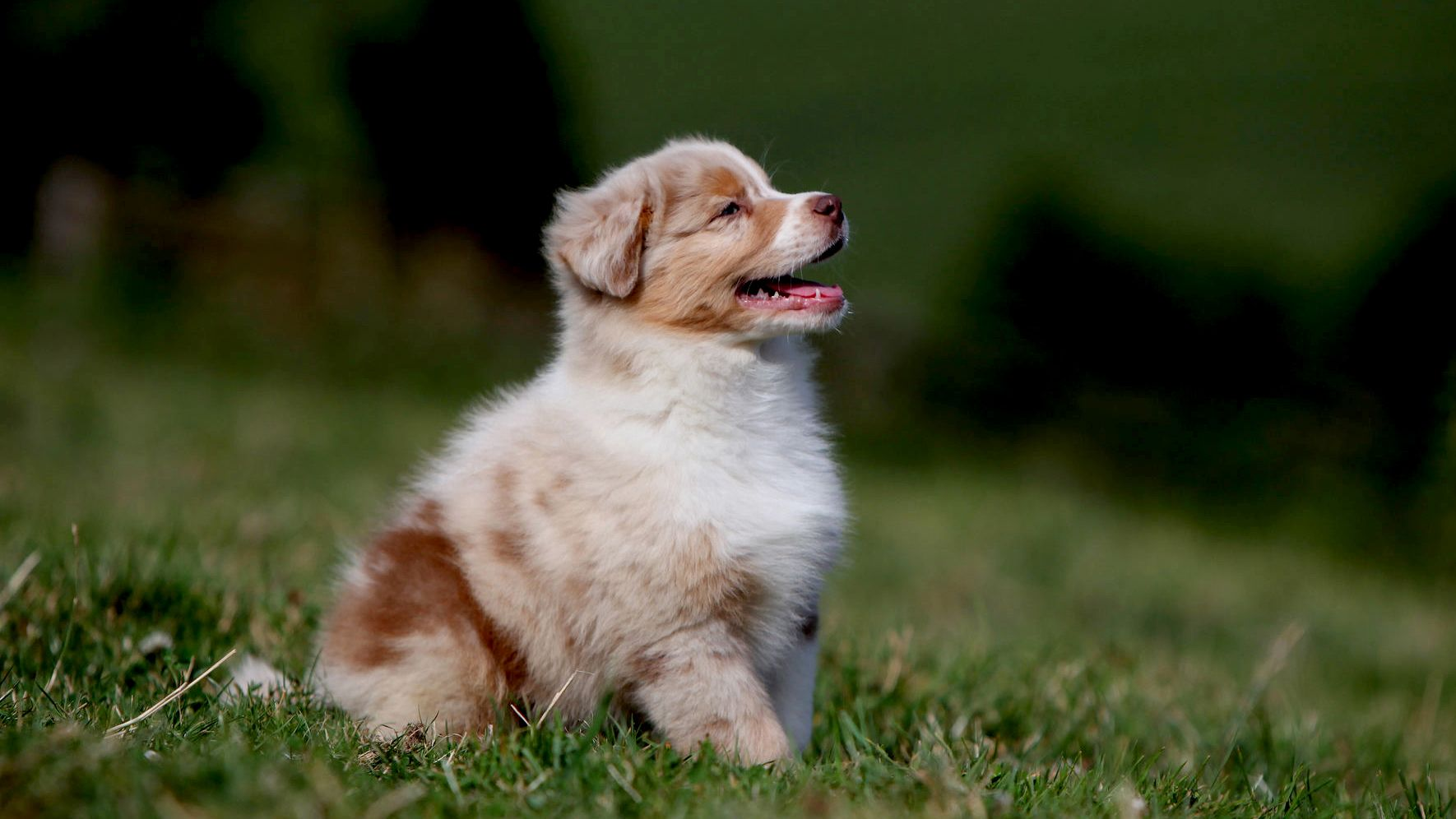 Australian shepherd-valp sitter i gräs och tittar upp mot himlen