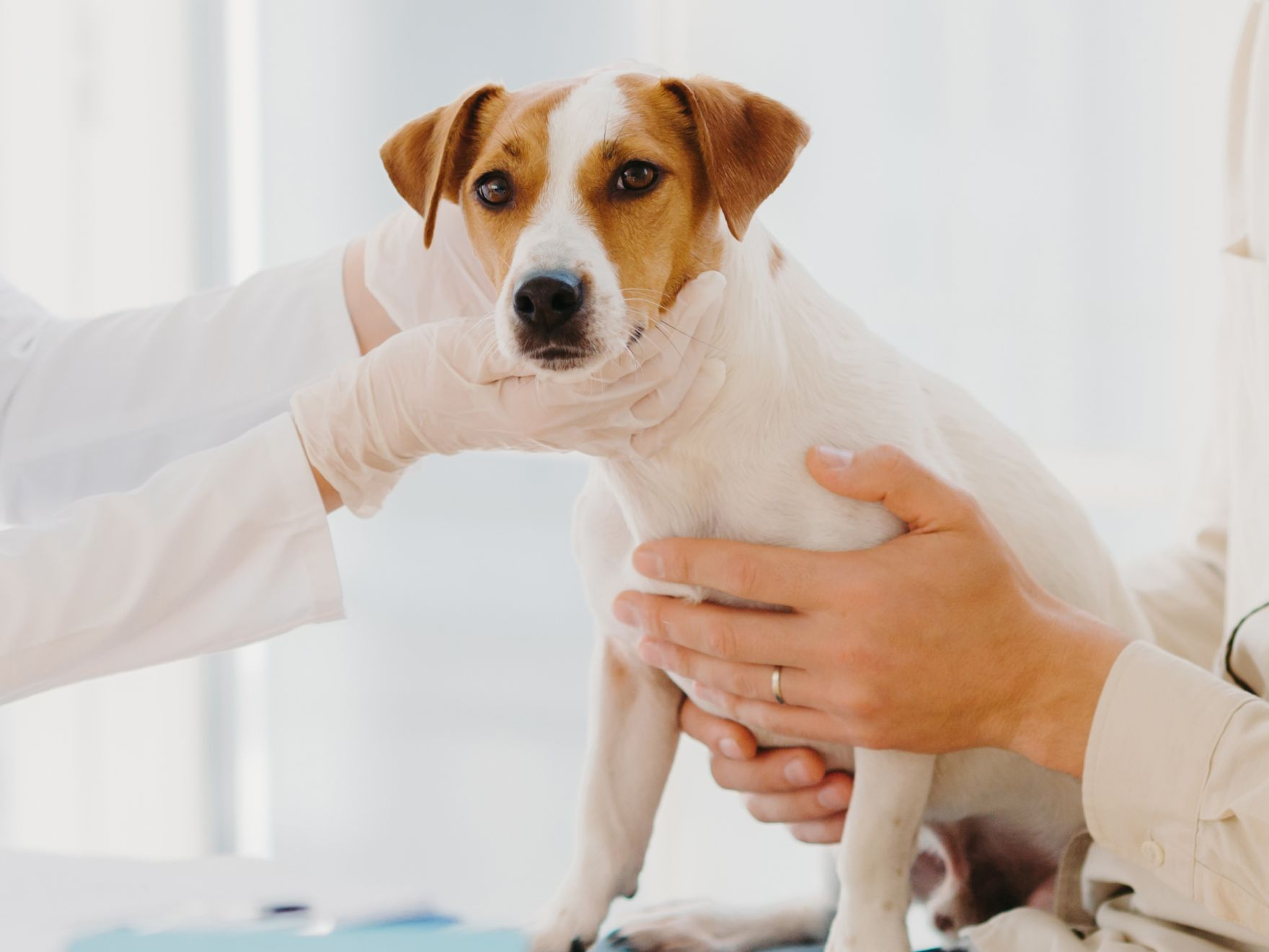 Jack Russel with a vet