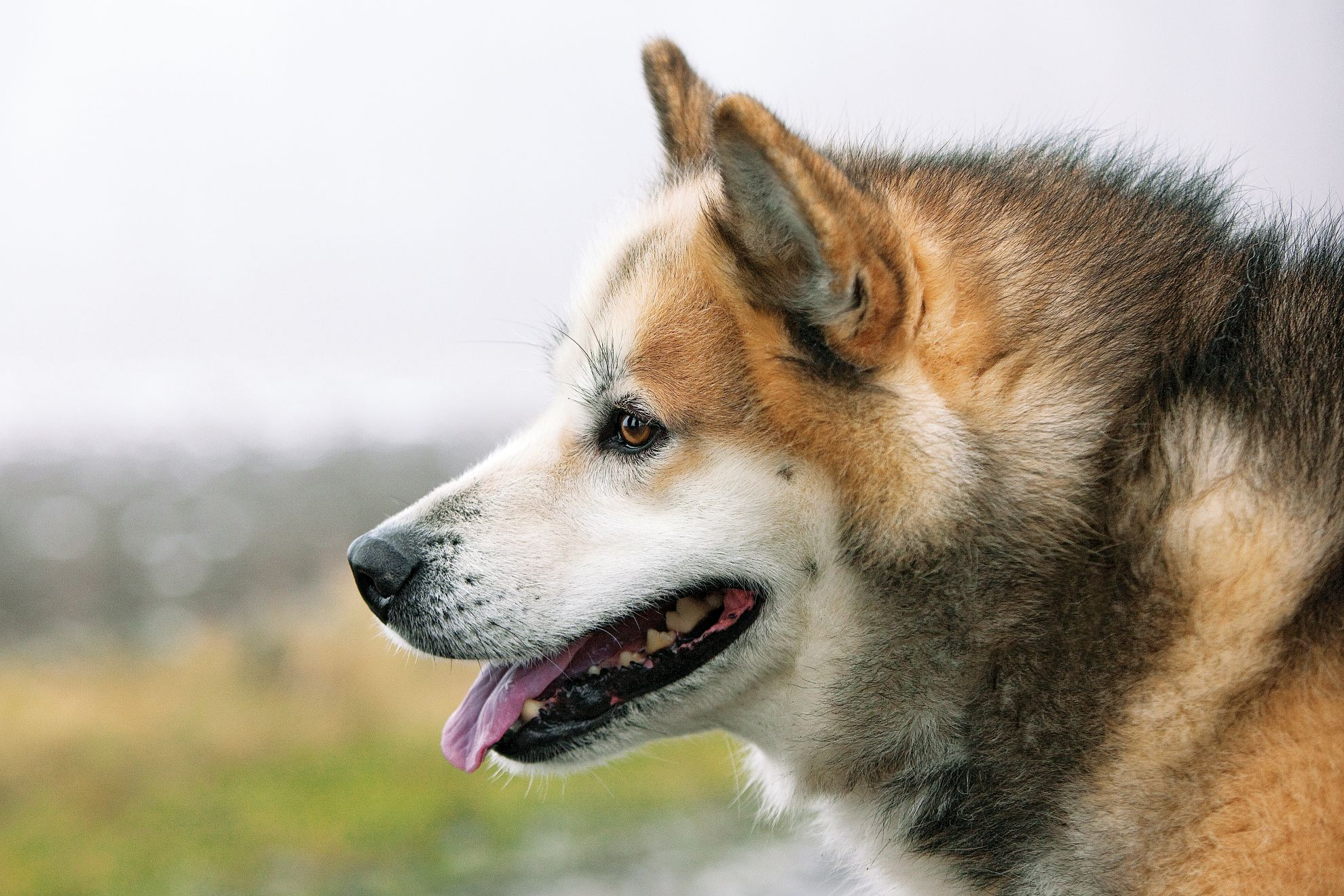 Side view close-up of Greenland Dog head