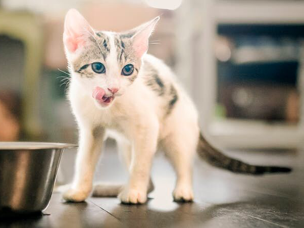 Kitten standing indoors licking its lips next to a stainless steel feeding bowl