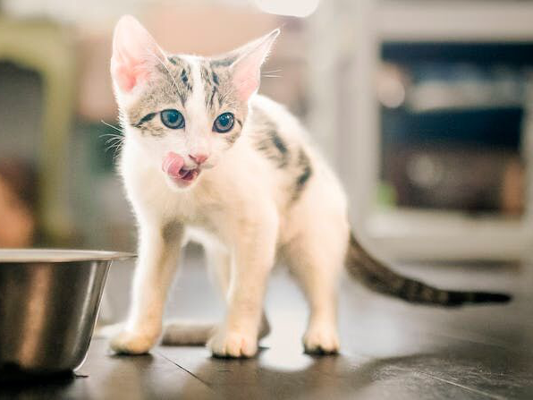 Kitten staat binnen en likt zijn lippen naast een roestvrijstalen voerbak