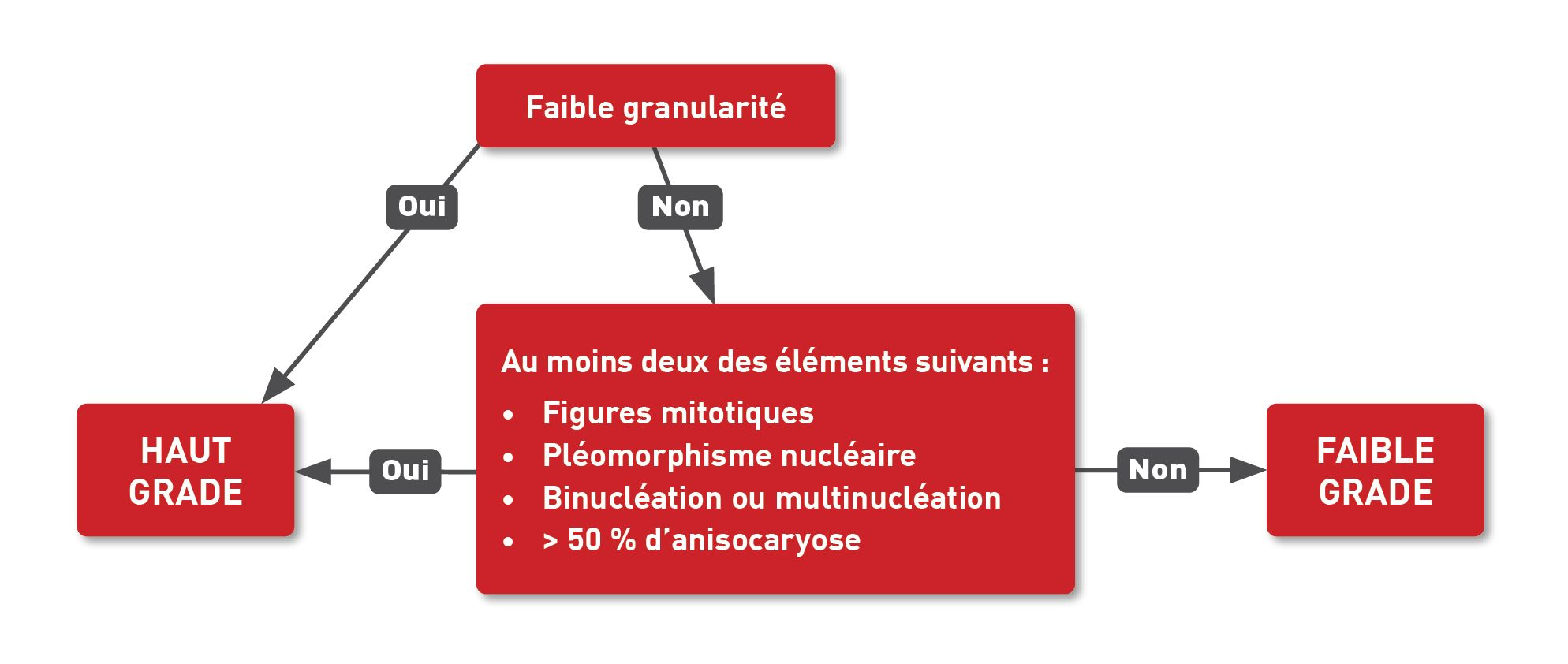 L’identification cytologique de la granularité aide à déterminer la classification d’un ECM