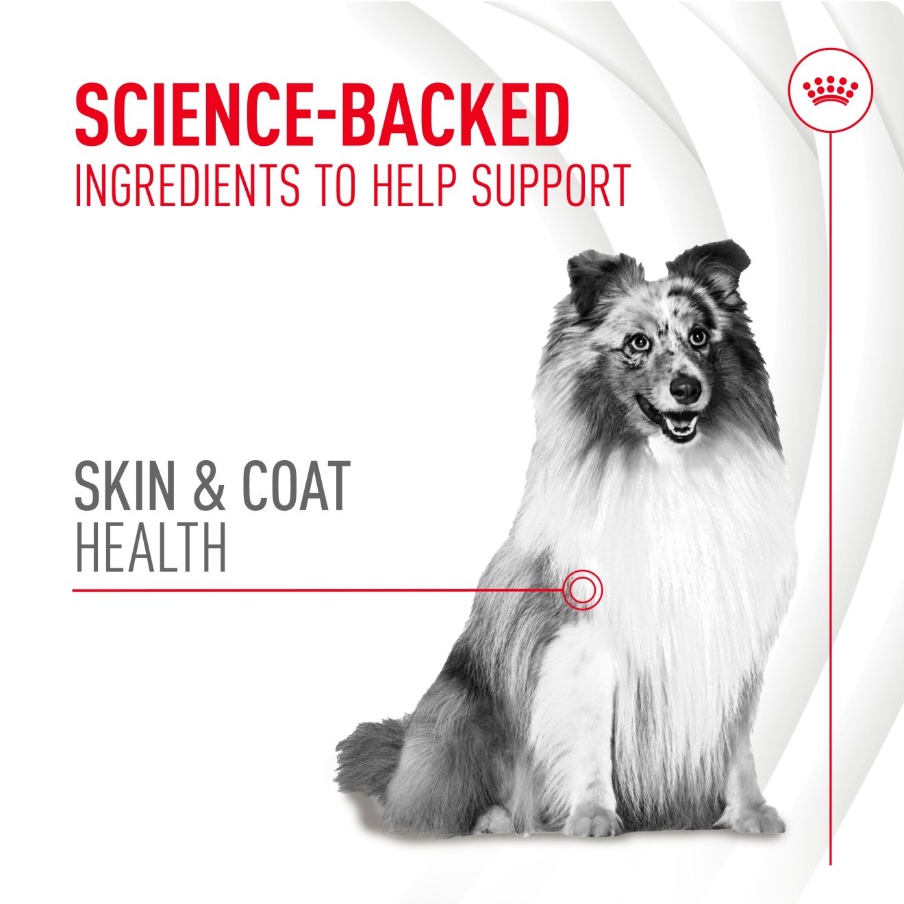 Adult Skin & Coat Supplement 240g