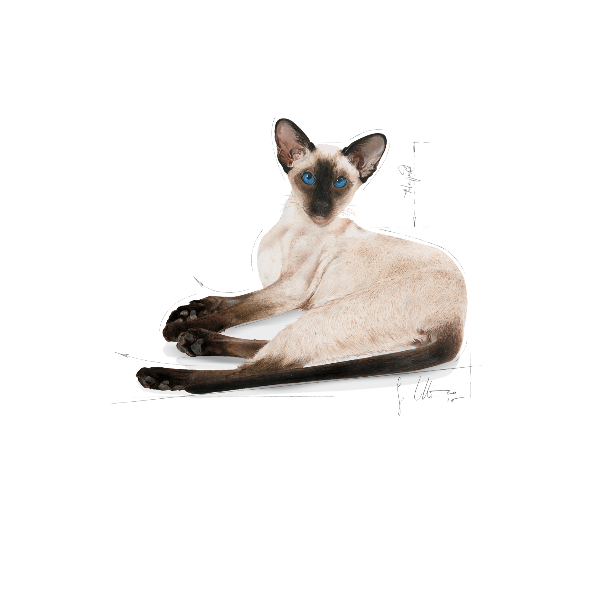 Royal canin siamese clearance 4kg