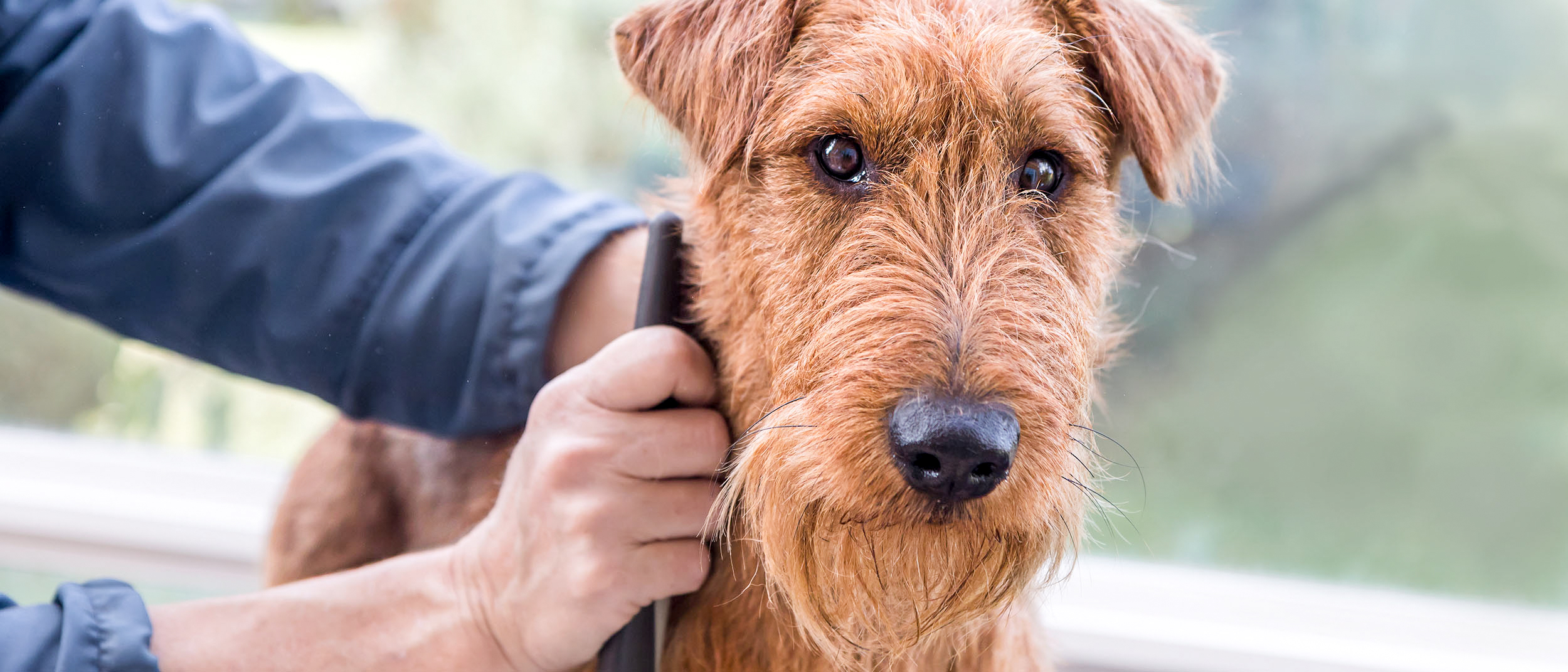 Adult Irish Terrier lying down by a window being brushed.