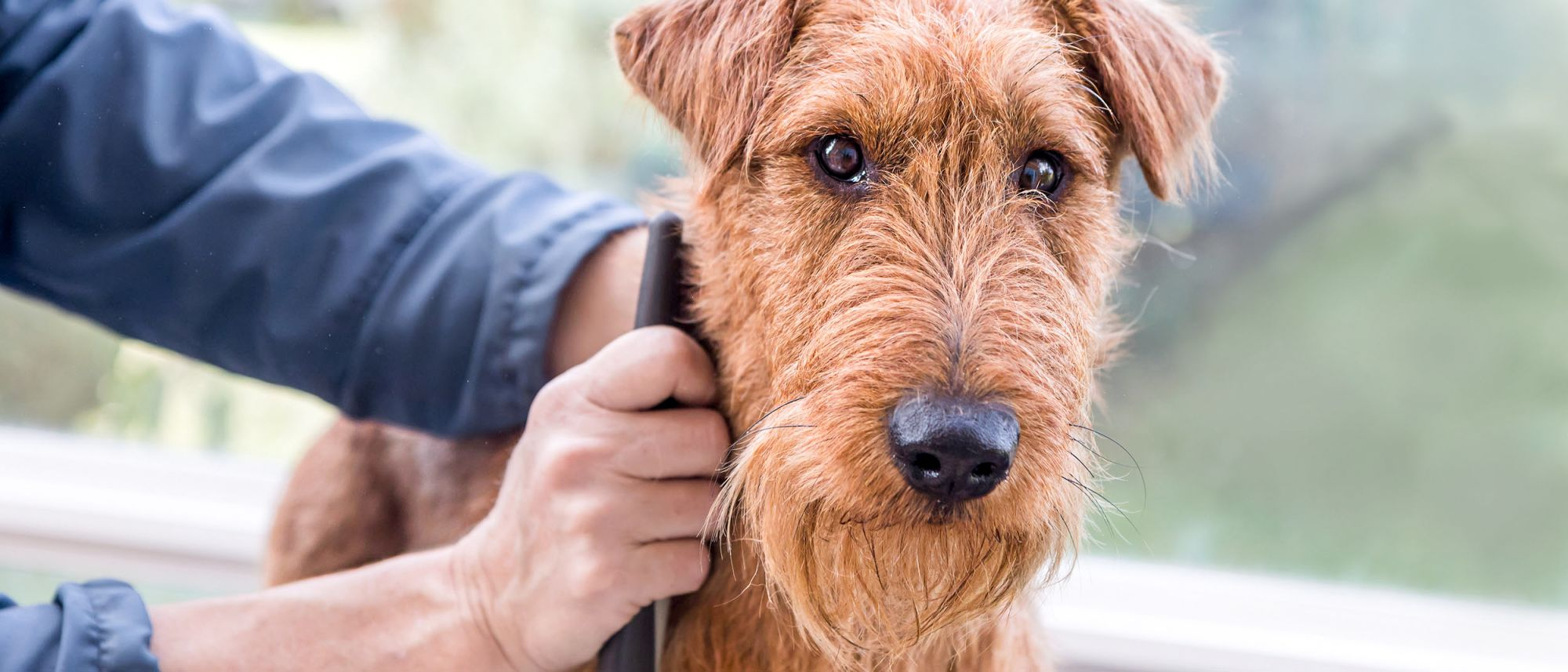 Dog losing chunks of 2024 hair