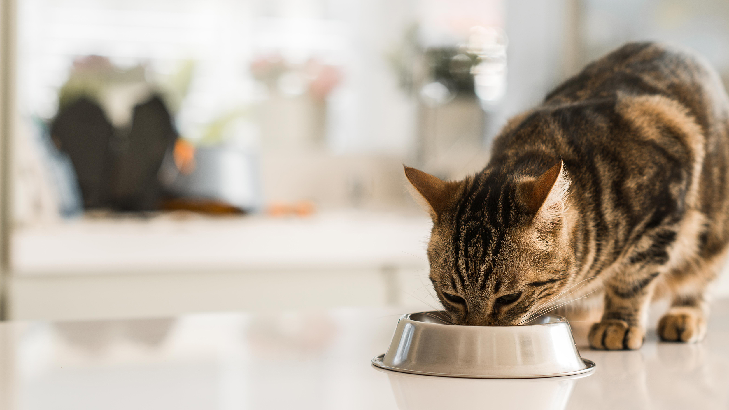 Voksen katt som står innendørs og spiser fra en skål.
