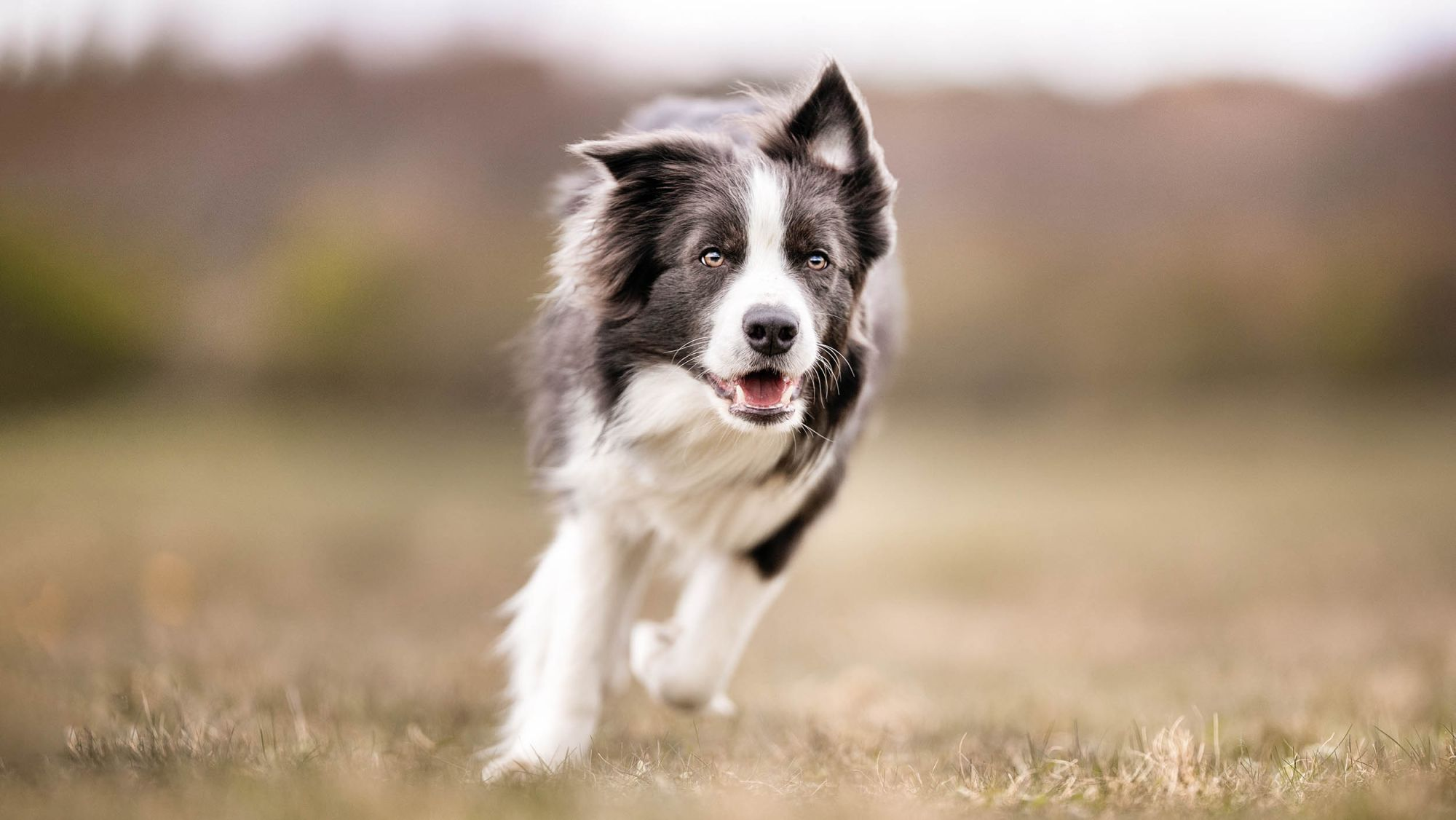 Aikuinen bordercollie juoksemassa pellolla