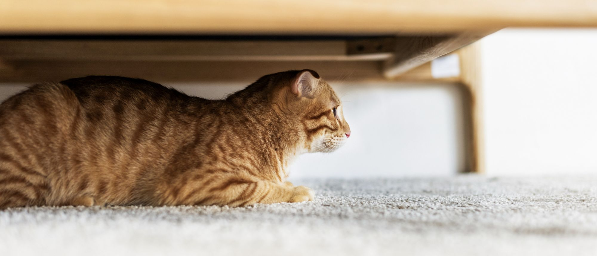 ängstliche Katze versteckt sich unter einem Möbel