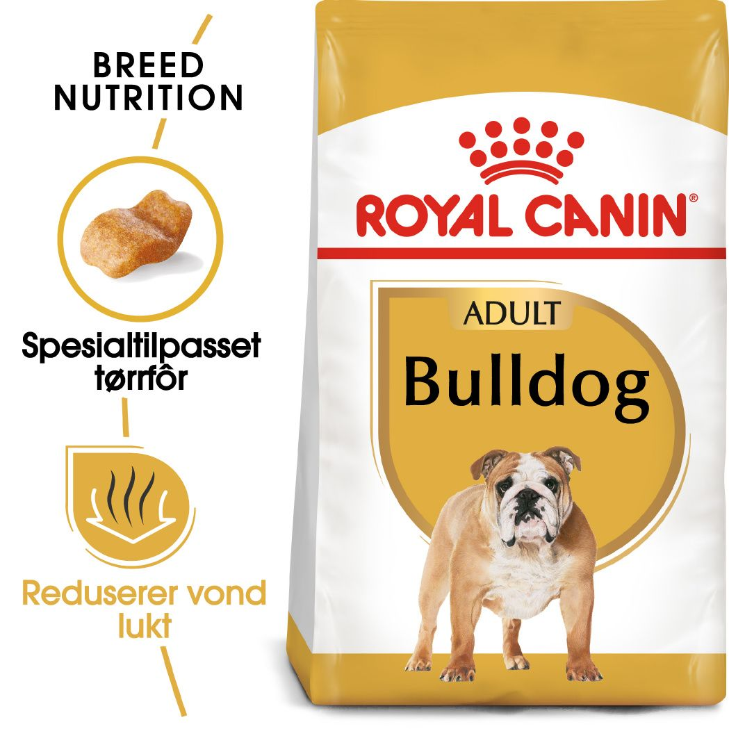 Bulldog Adult