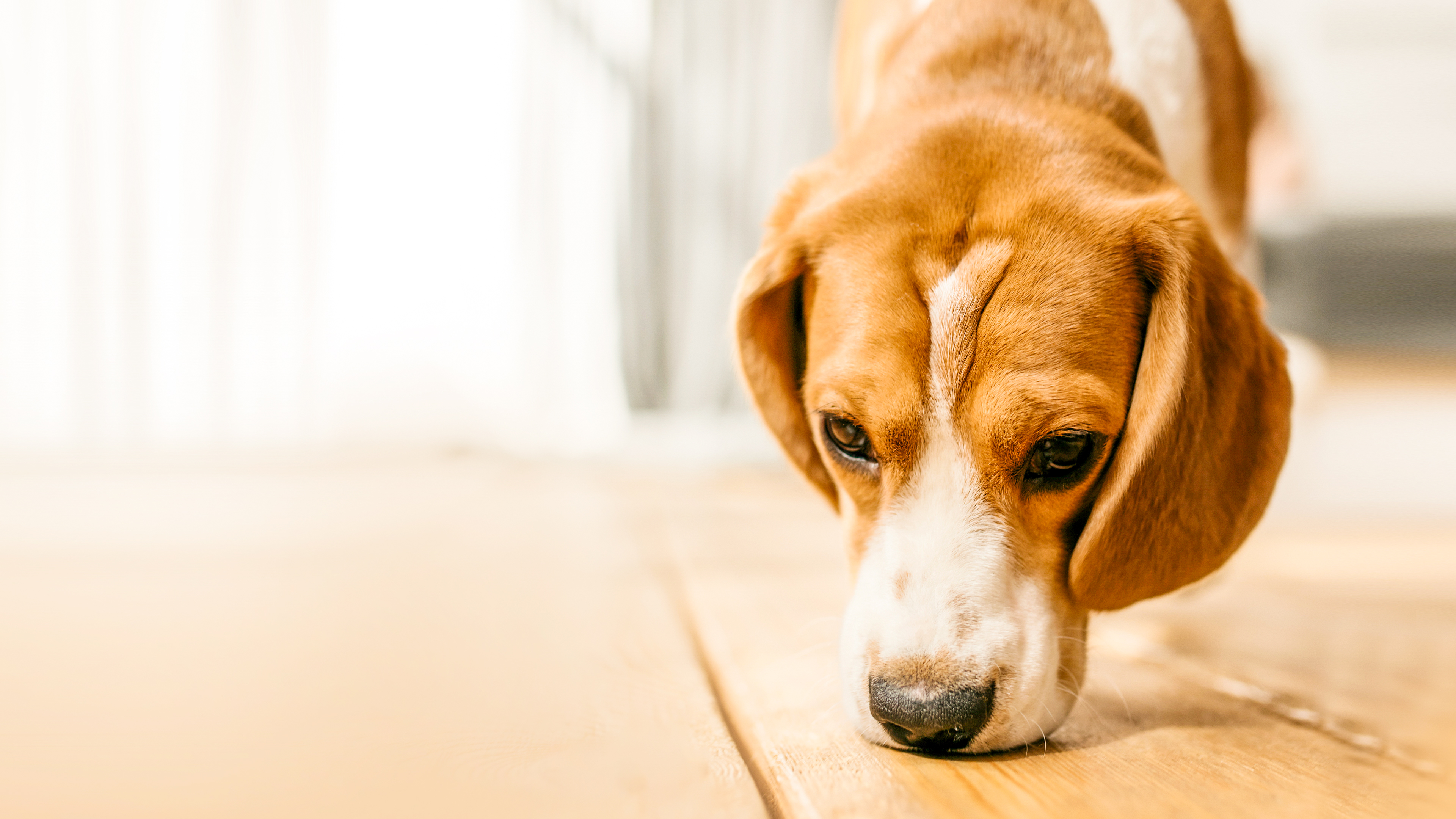 Beagle puppy indoors sniffing a wooden floor