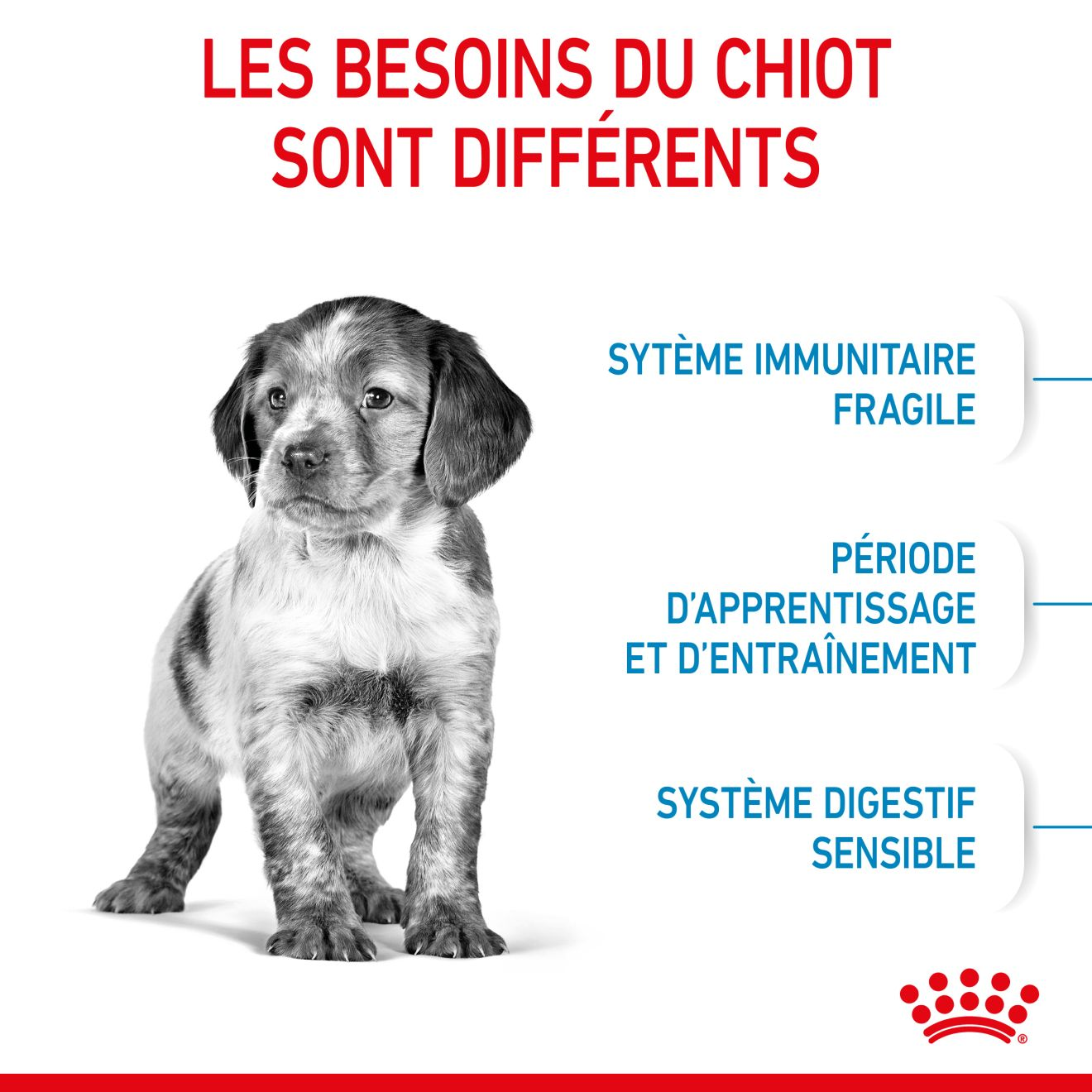 Medium Puppy pour chiot