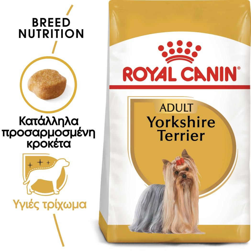 Yorkshire Terrier Adult