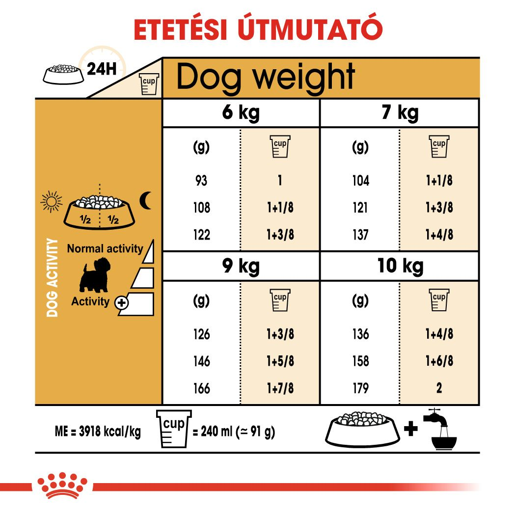 West Highland White Terrier Adult