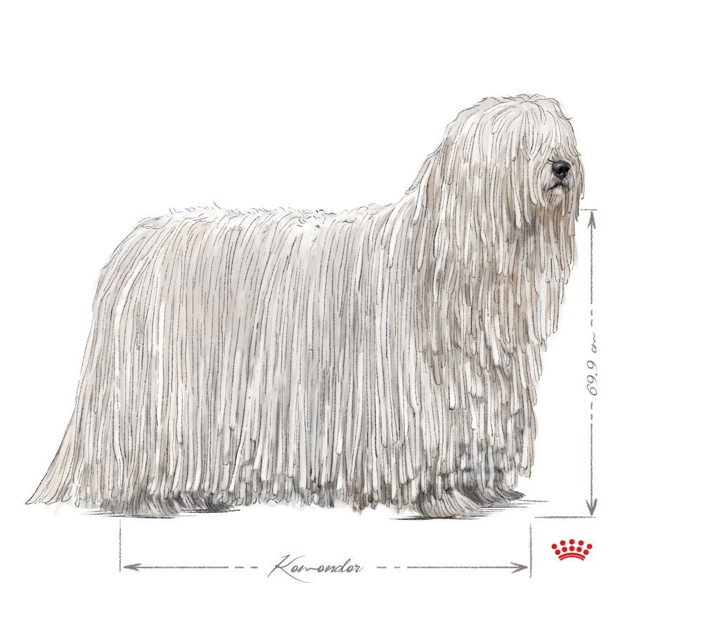 Komondor adult in black and white