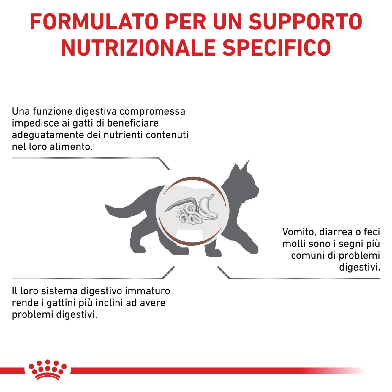 Gastrointestinal Kitten