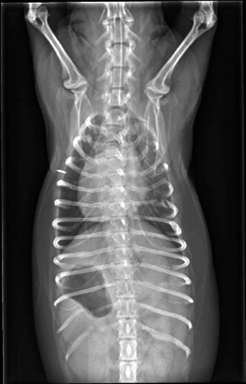  If radiography reveals fractured bones that are at different stages of healing, as in this image of a dog with broken ribs, this should be an alert for possible animal abuse; this sort of injury will not be caused by a single accident.