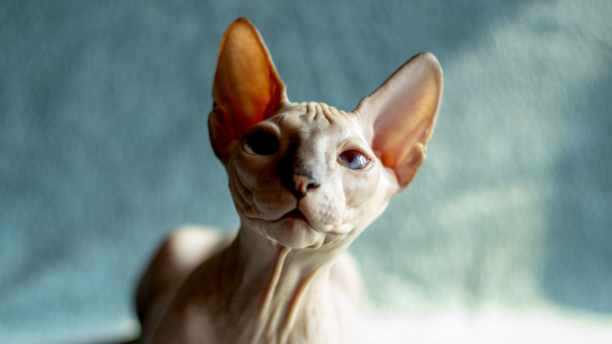 Close-up of Don Sphynx looking towards camera